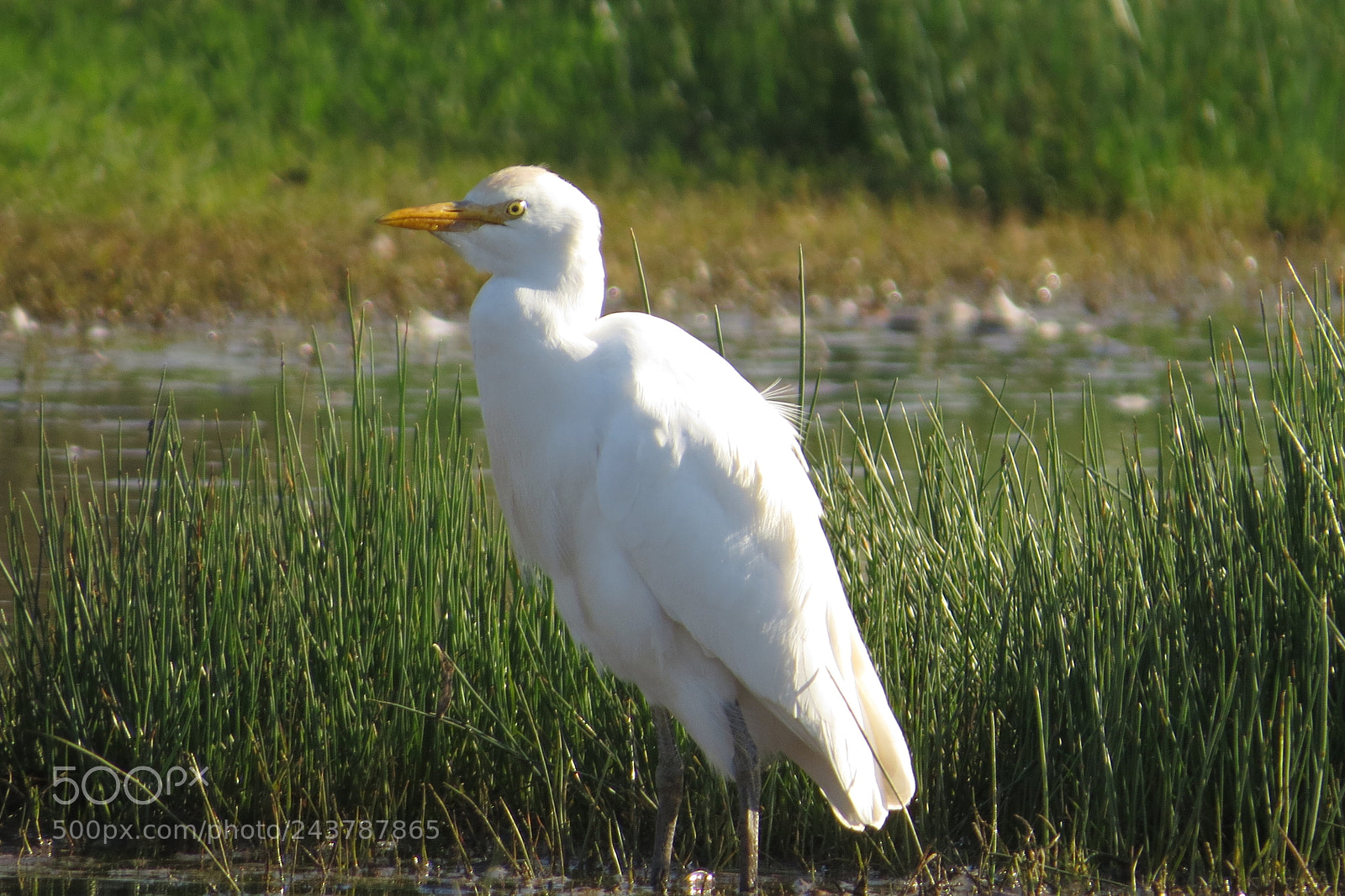 Canon PowerShot SX50 HS sample photo. Herons photography