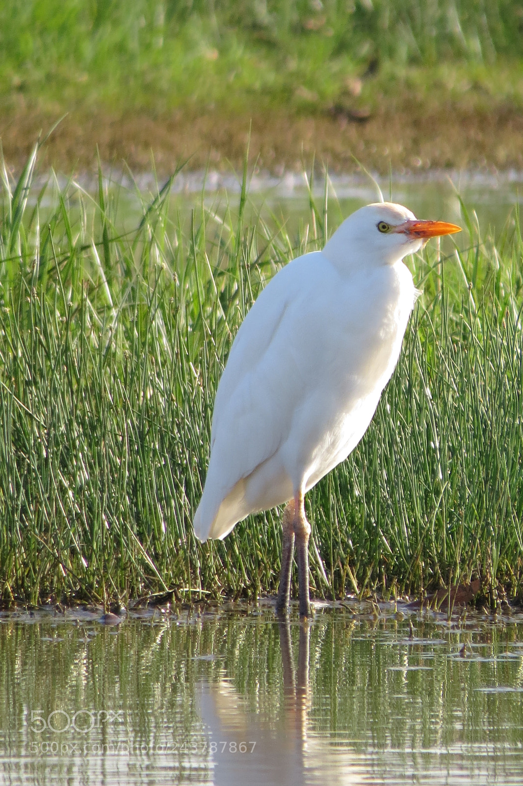 Canon PowerShot SX50 HS sample photo. Herons photography