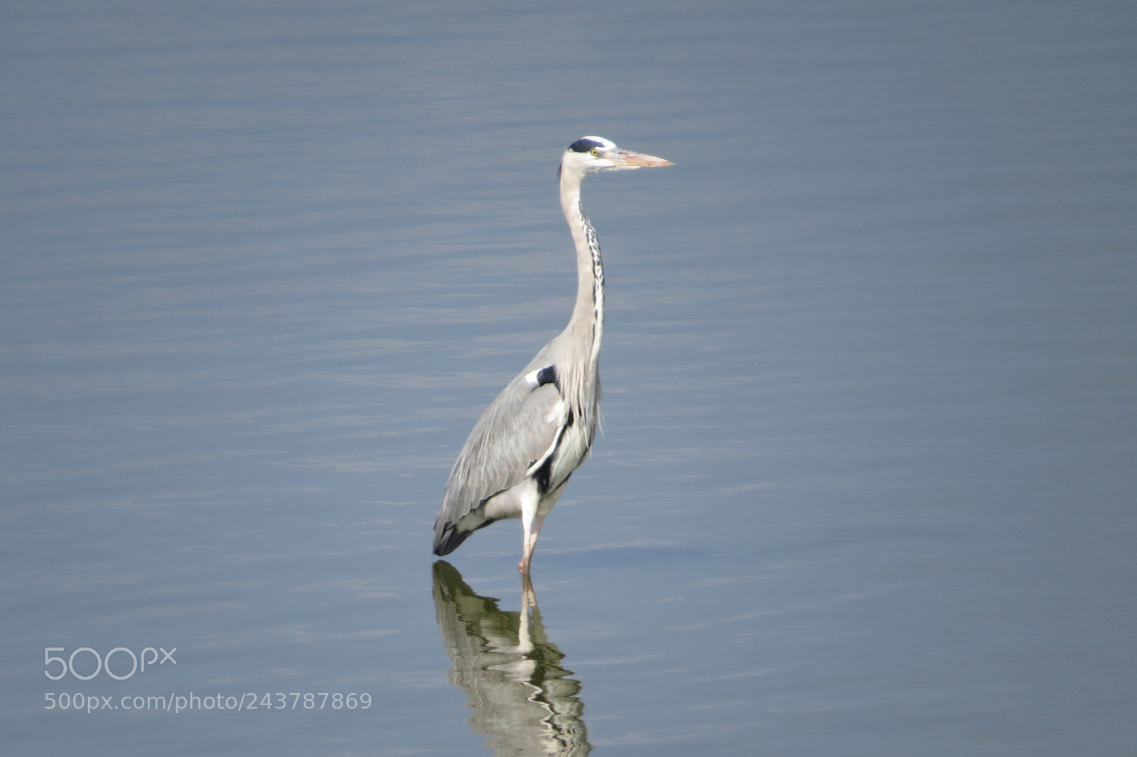 Canon PowerShot SX50 HS sample photo. Herons photography