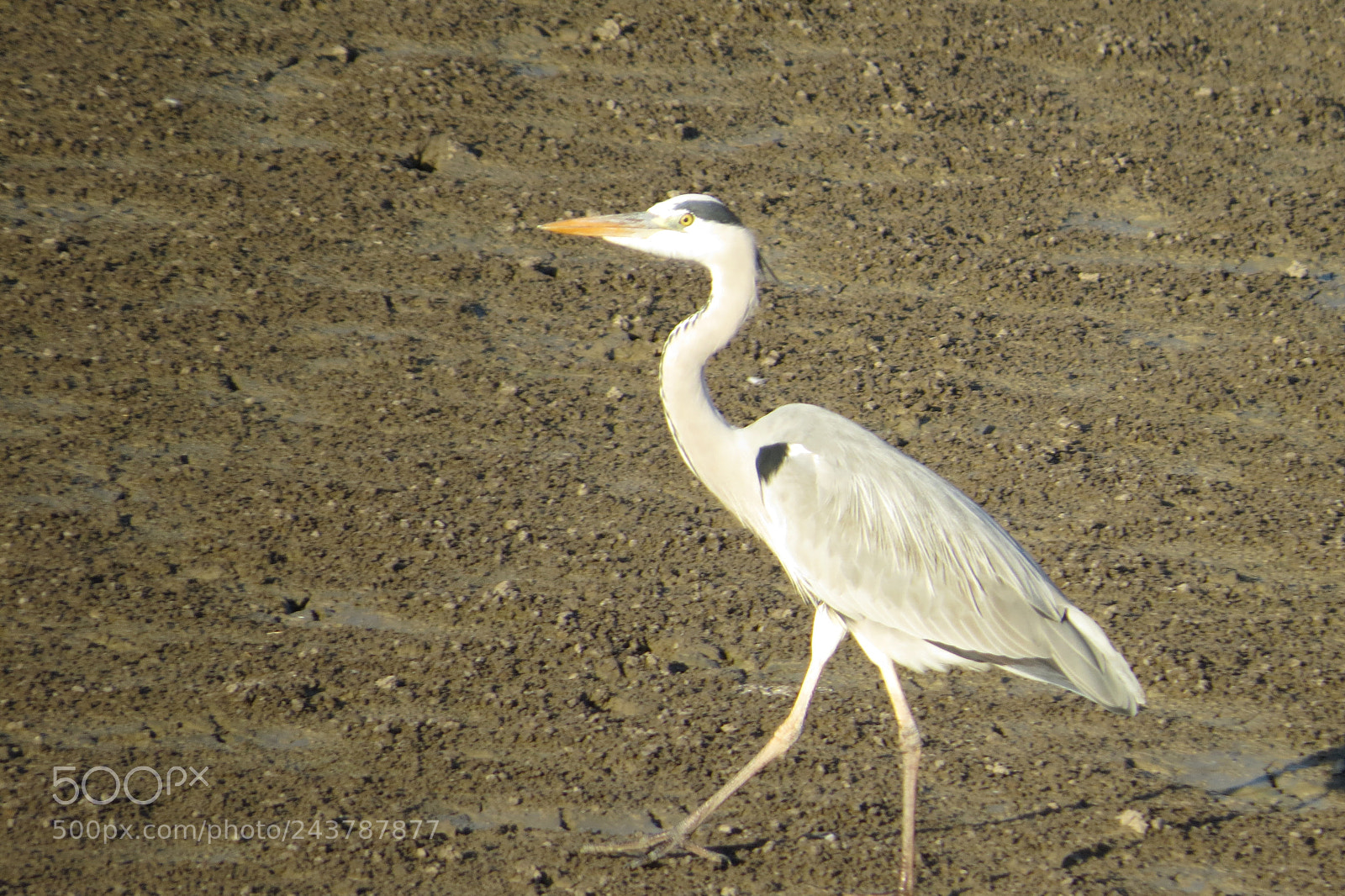 Canon PowerShot SX50 HS sample photo. Herons photography