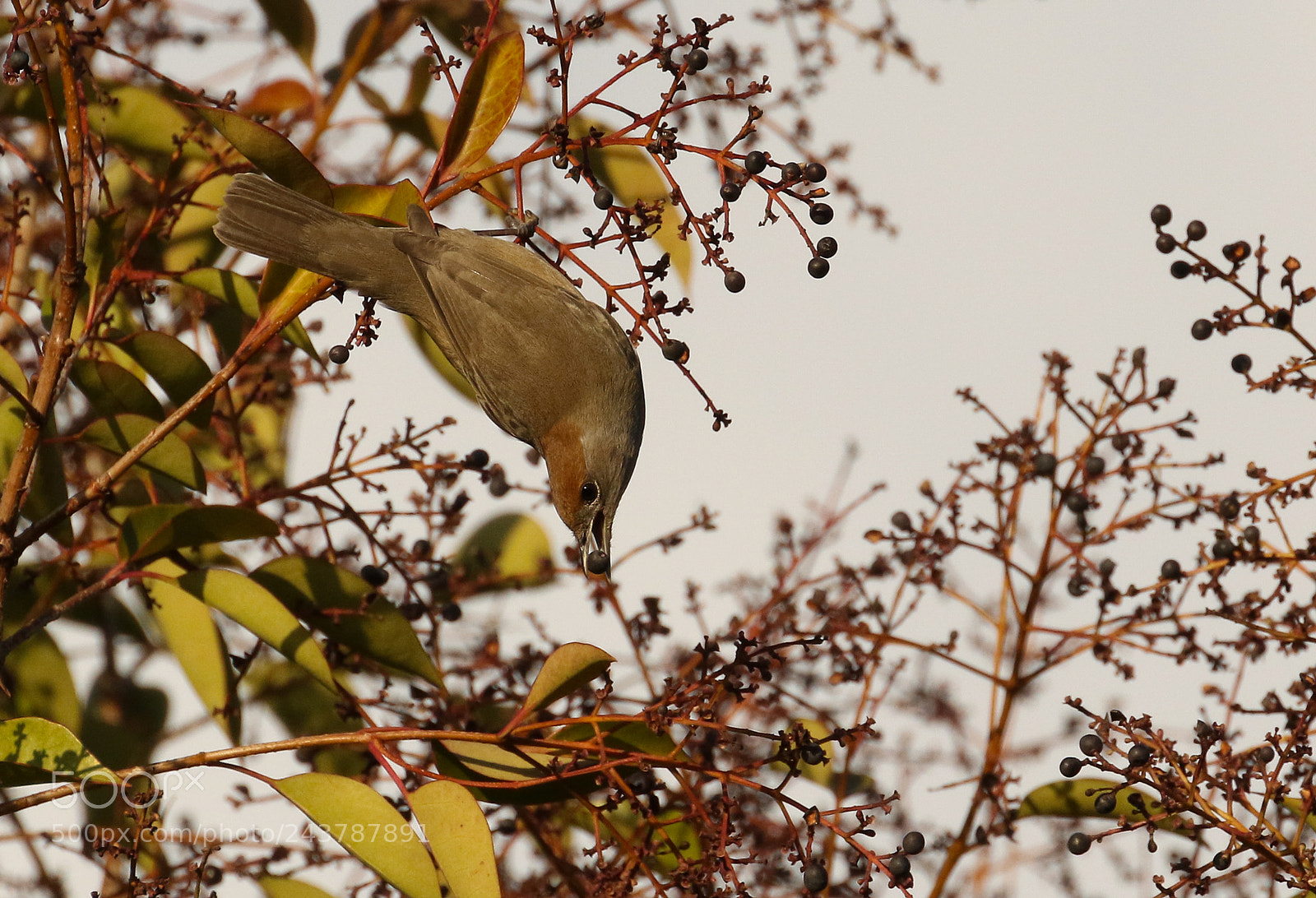 Canon EOS 7D Mark II sample photo. Female blackcap feeding photography