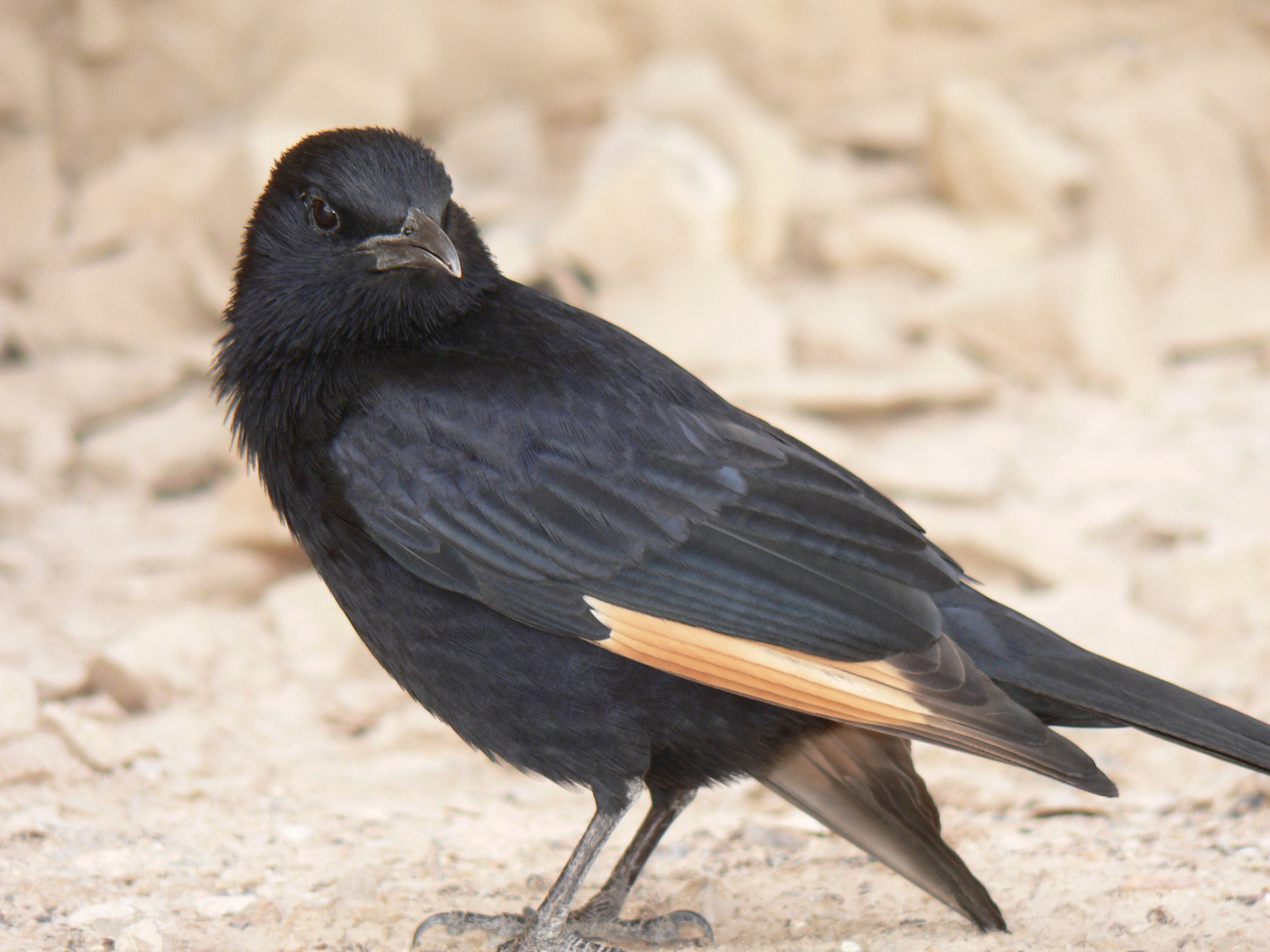 Panasonic DMC-FZ5 sample photo. Tristram's starling in the desert photography