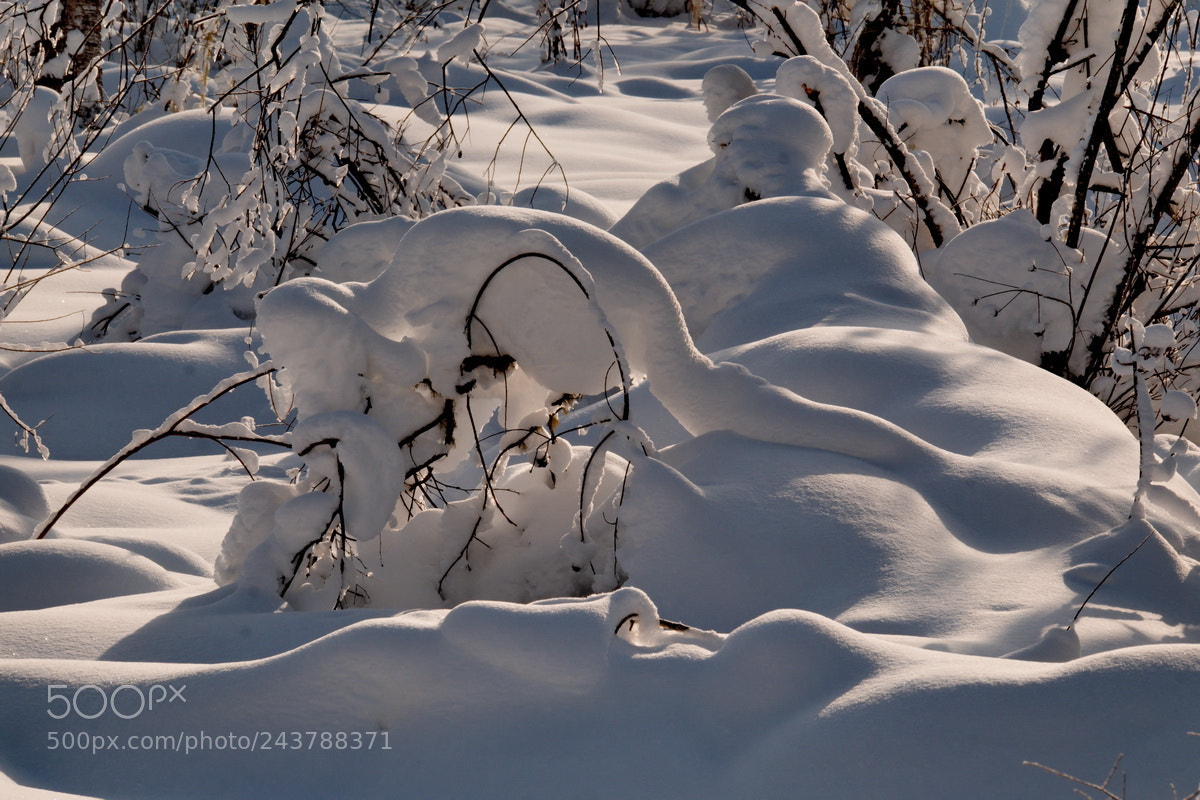 Fujifilm X-T1 sample photo. Россия. Западная Сибирь. photography