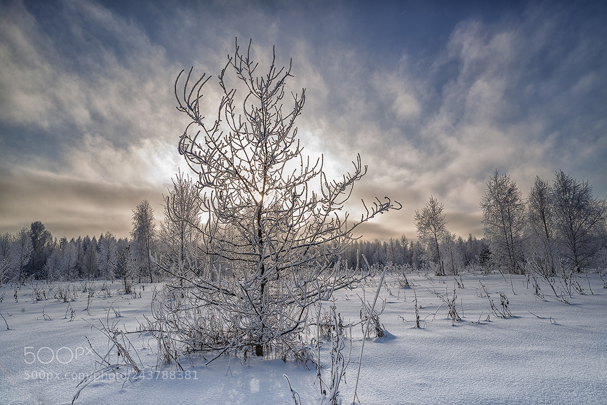 Nikon D610 sample photo. Winter photography