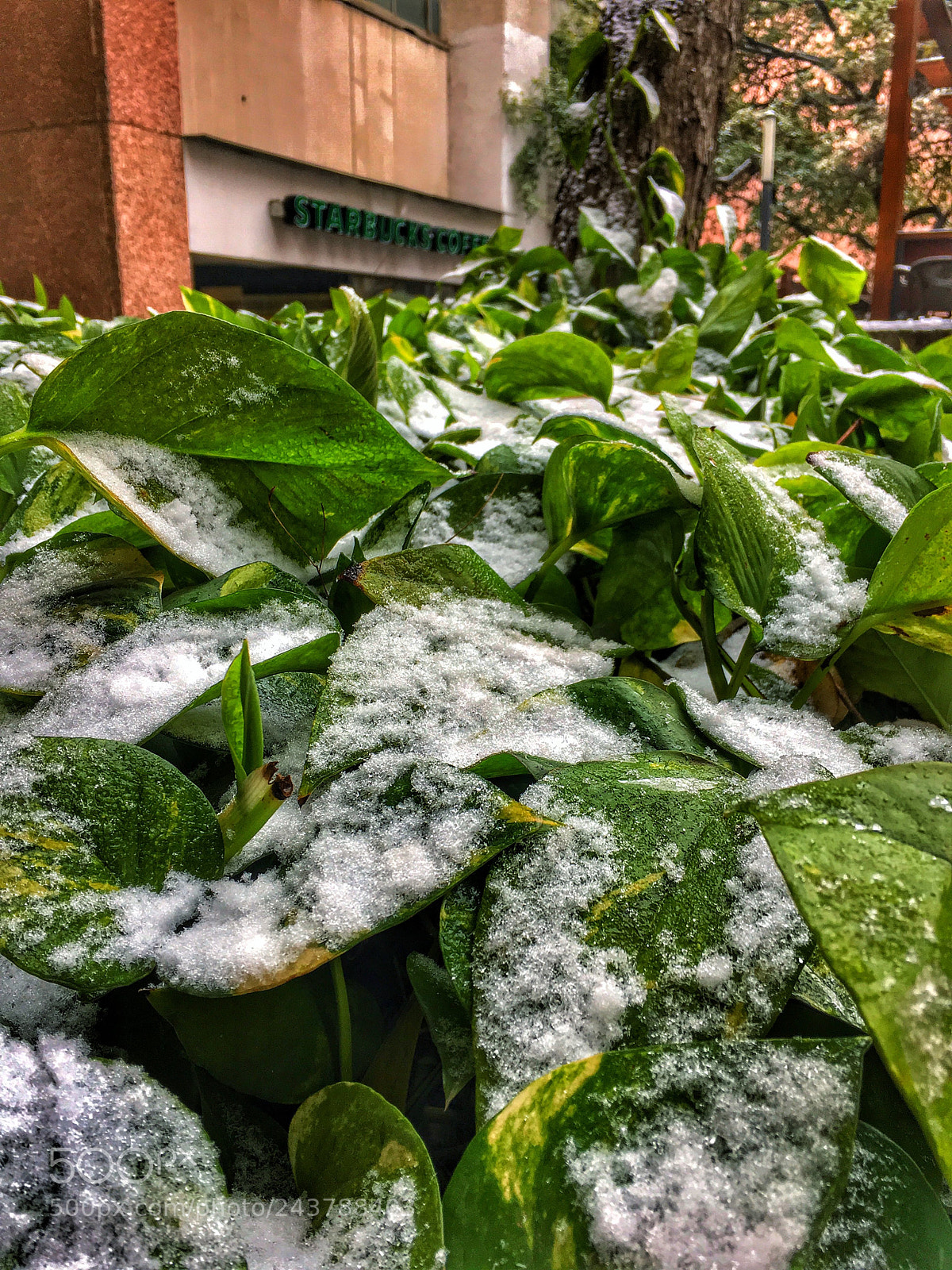 Apple iPhone 6s sample photo. Snow day photography
