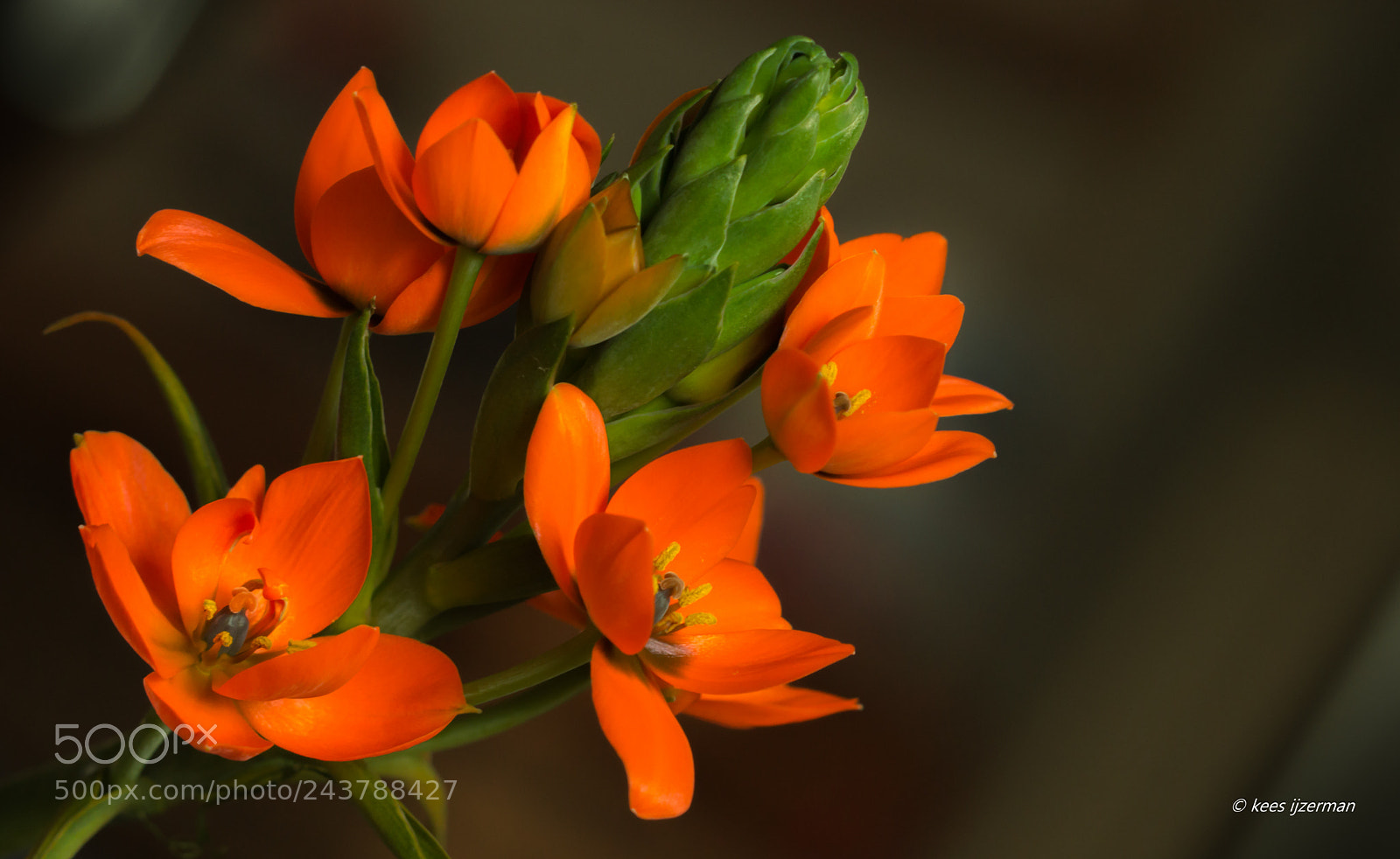 Sony SLT-A77 sample photo. Ornithogalum dubium. photography