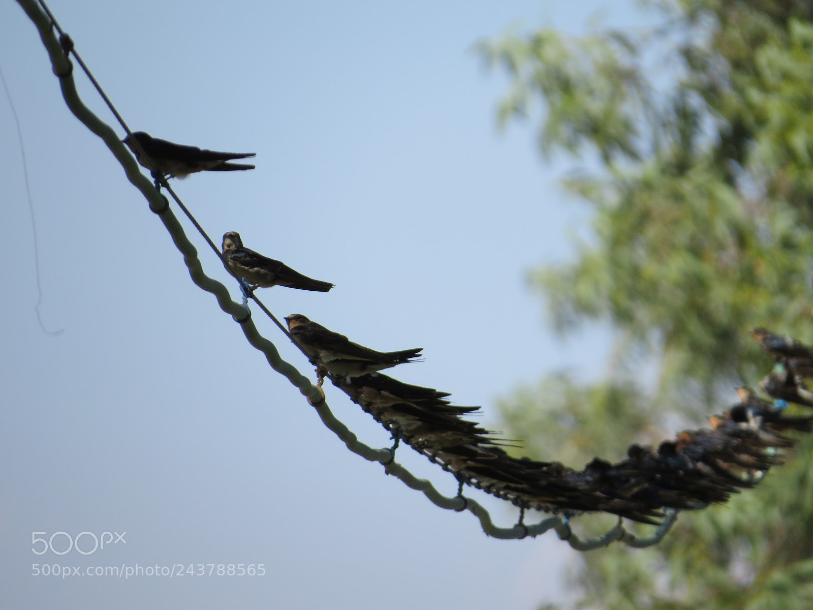 Canon PowerShot SX50 HS sample photo. Swallows photography