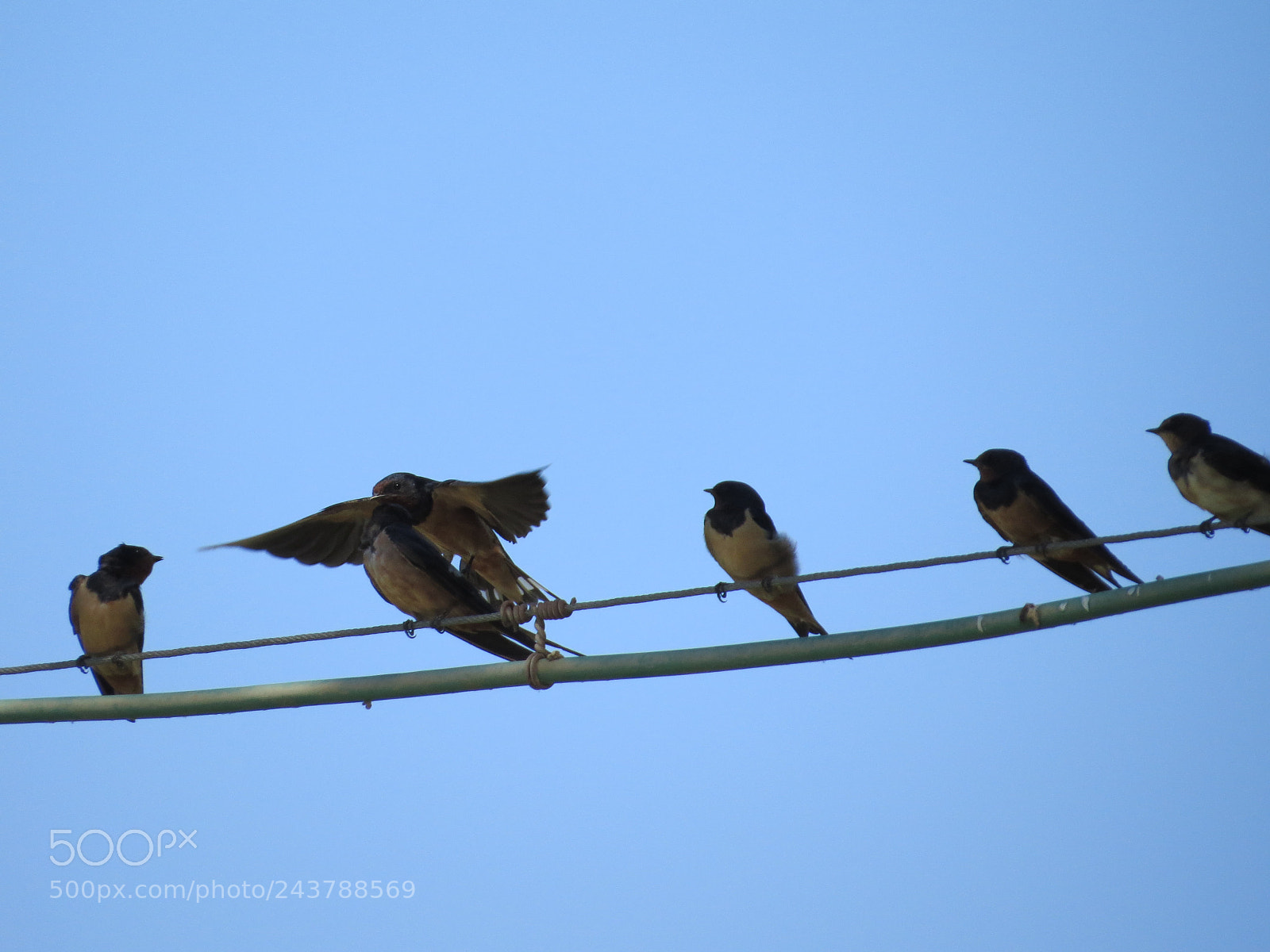 Canon PowerShot SX50 HS sample photo. Swallows photography