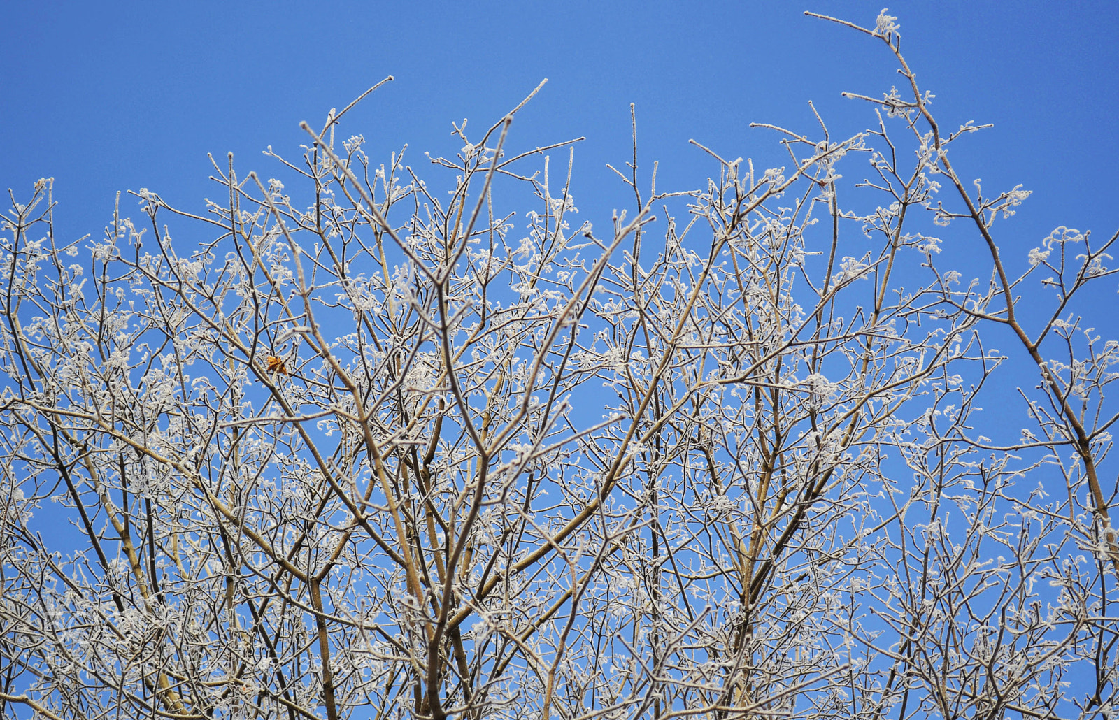 Nikon D3100 sample photo. Frost day photography