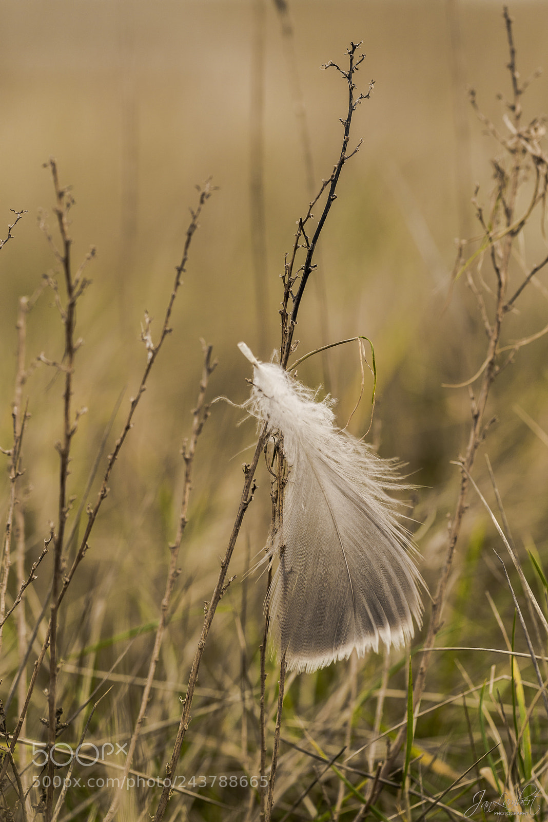 Nikon D800 sample photo. Feathers photography