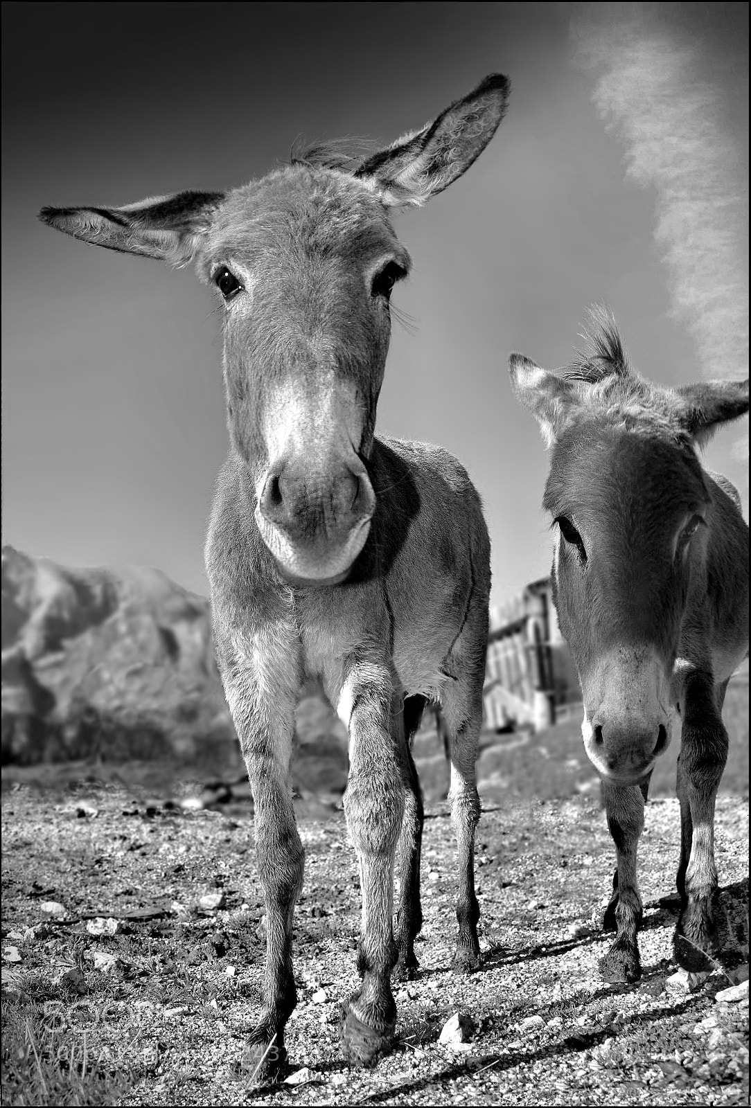Pentax K20D sample photo. Curious friends photography