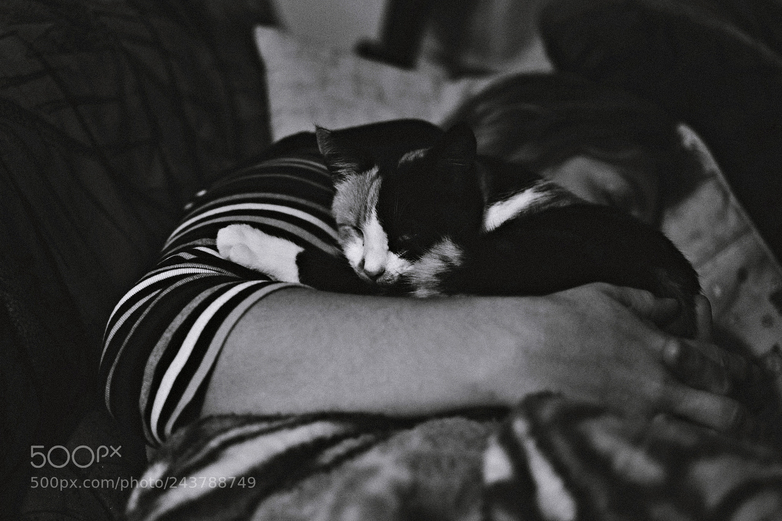 Nikon D3100 + Nikon AF-S DX Nikkor 35mm F1.8G sample photo. Afternoon nap photography