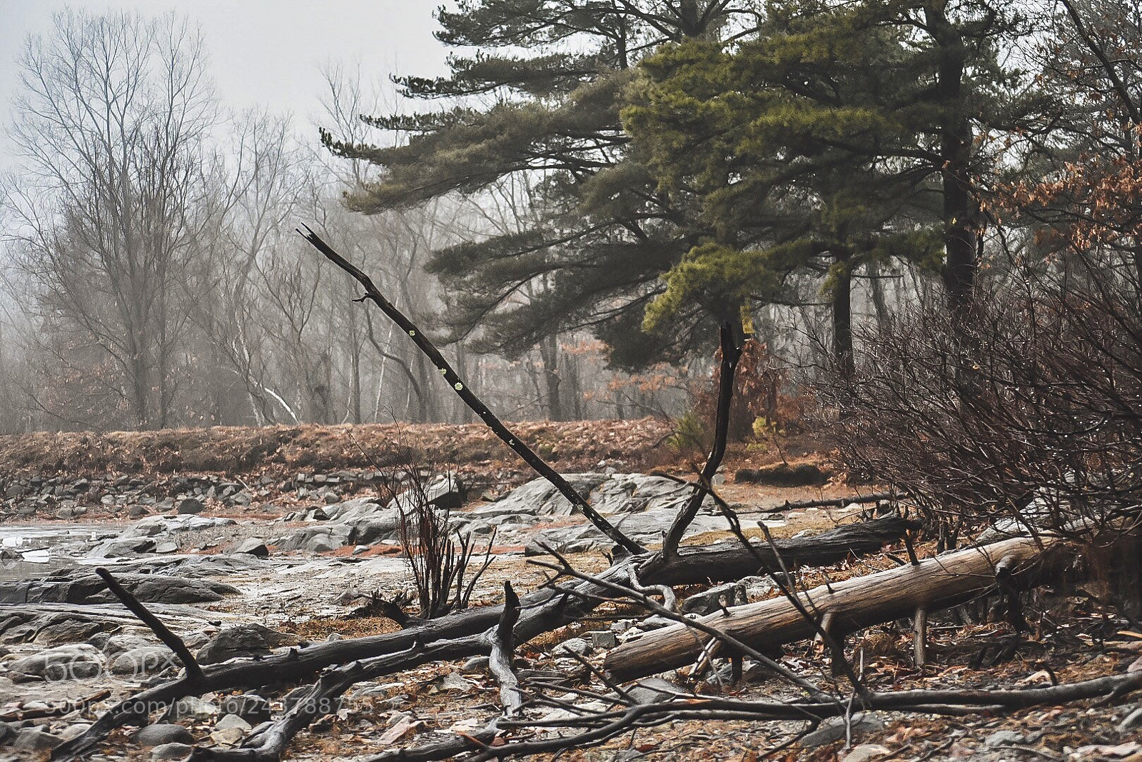 Nikon D7200 sample photo. Trees photography