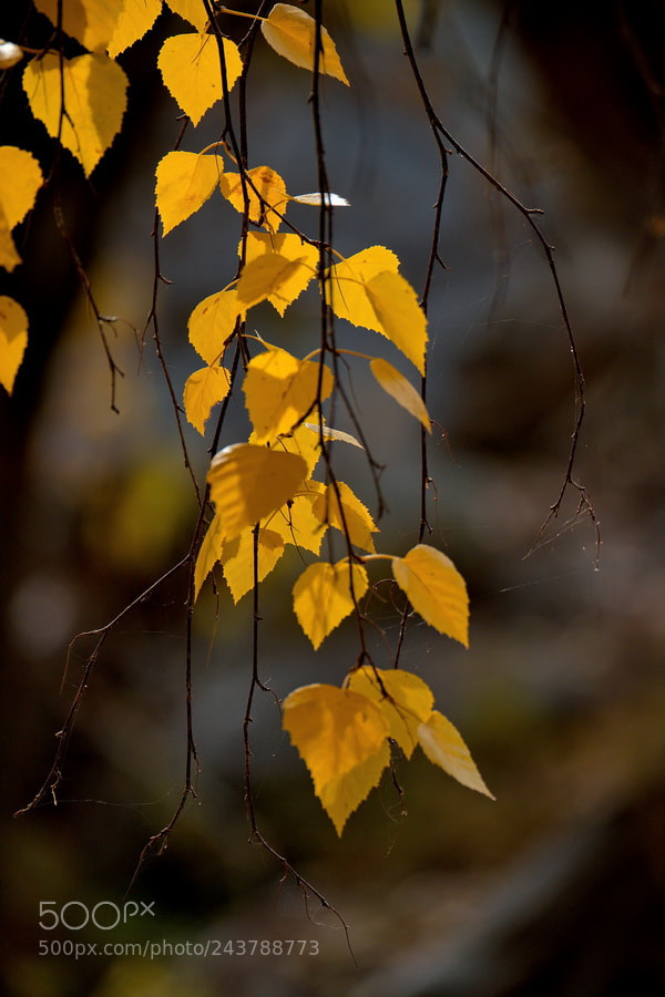 Fujifilm X-T1 sample photo. *** photography