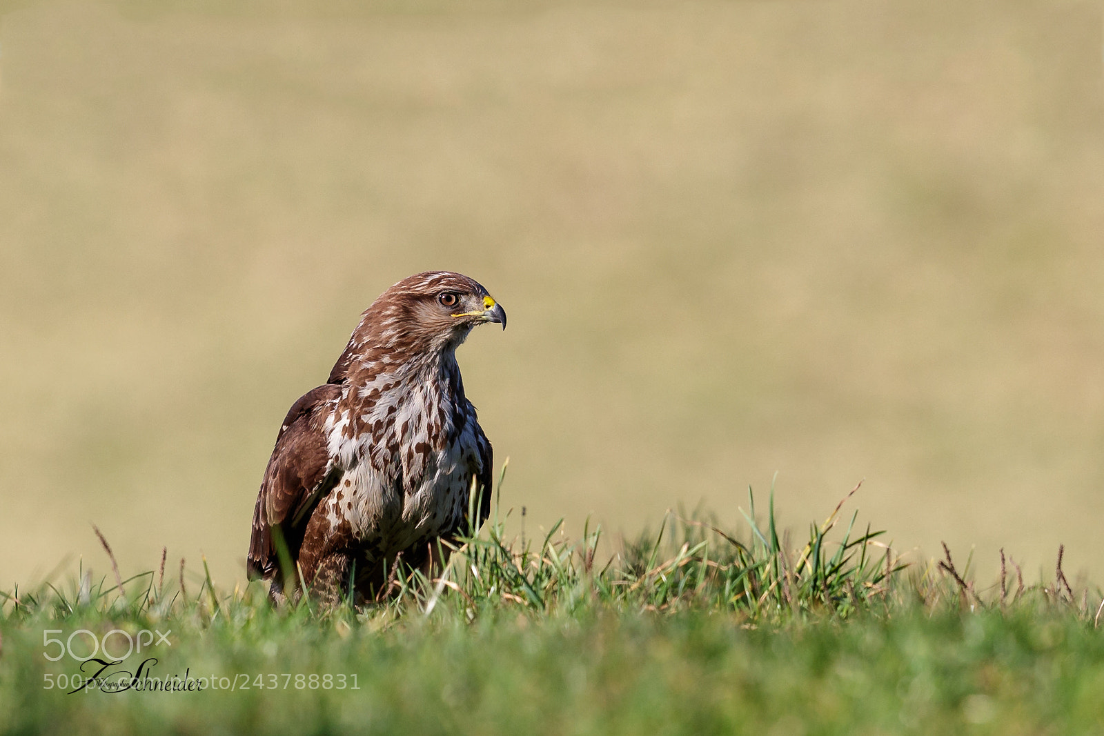 Canon EOS-1D X Mark II sample photo. Common buzzard photography