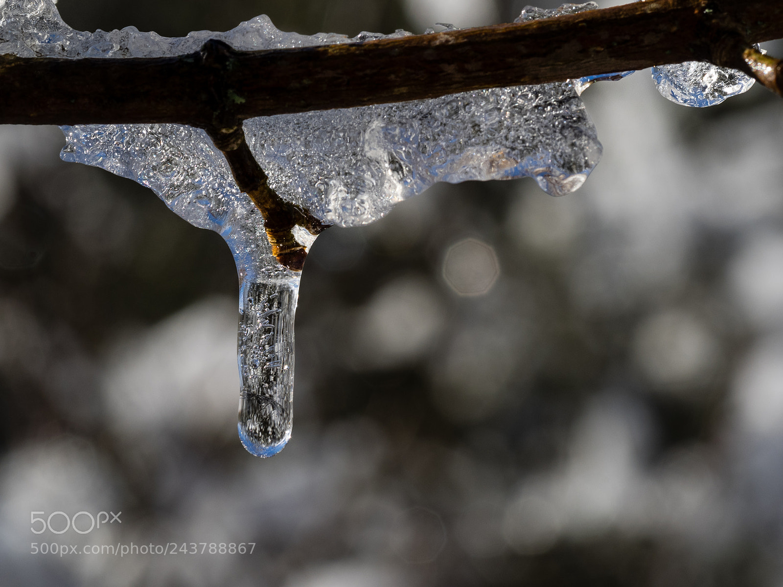 Olympus OM-D E-M1 sample photo. Icedrop 2 photography