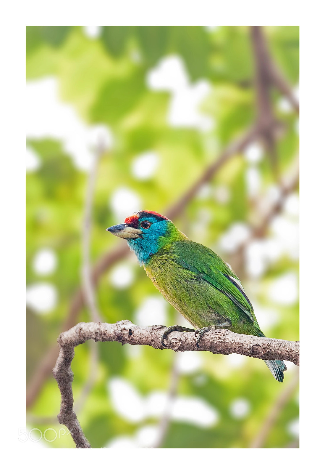 Nikon D700 sample photo. Blue throated barbet photography