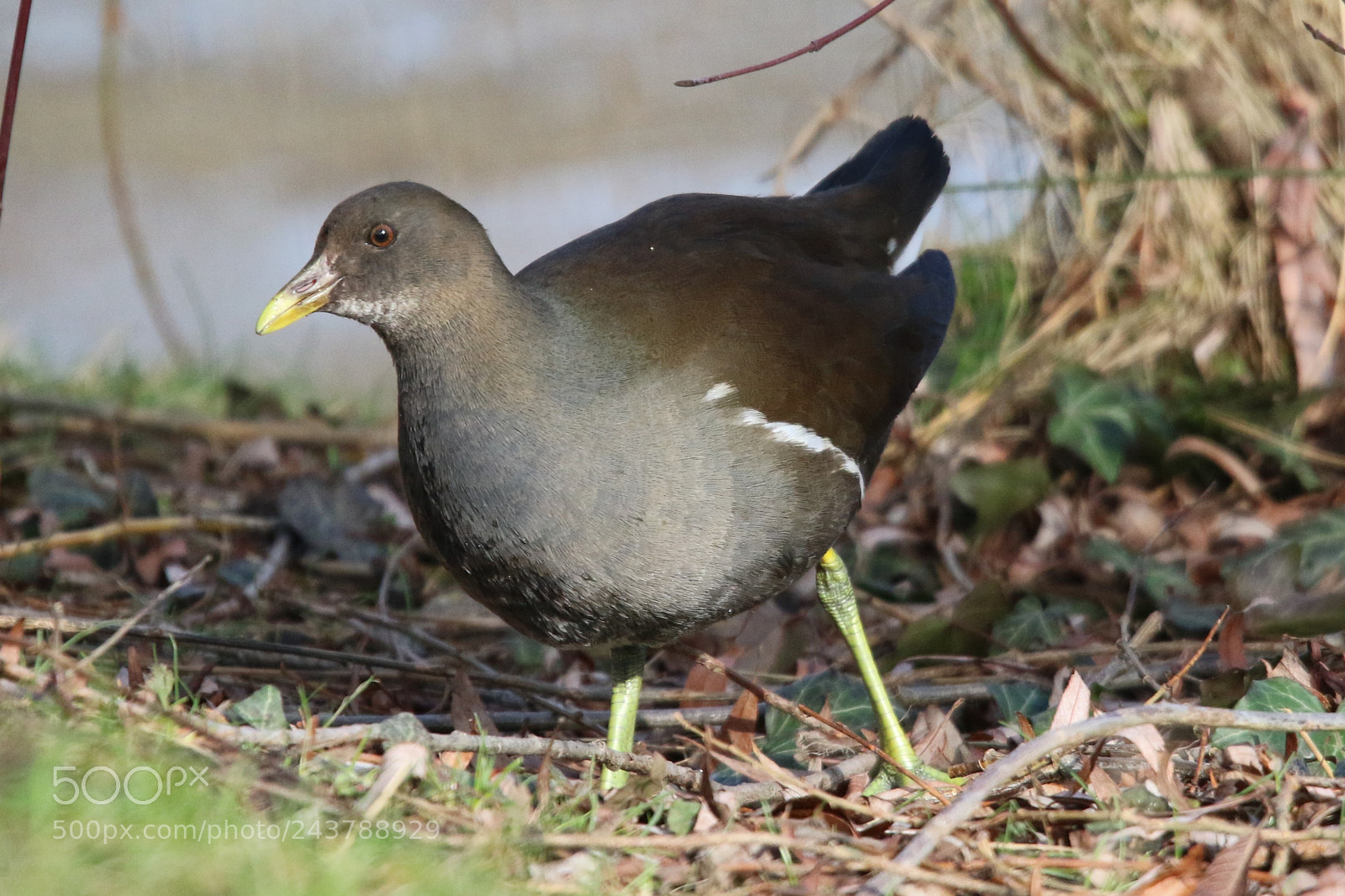 Canon EOS 7D Mark II sample photo. Gallinule photography