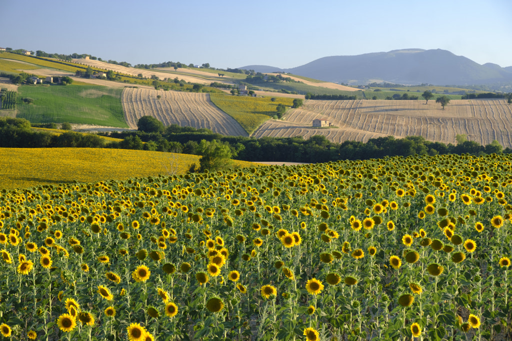 Summer landscape in Marches (Italy) near Filottrano by Claudio G. Colombo on 500px.com