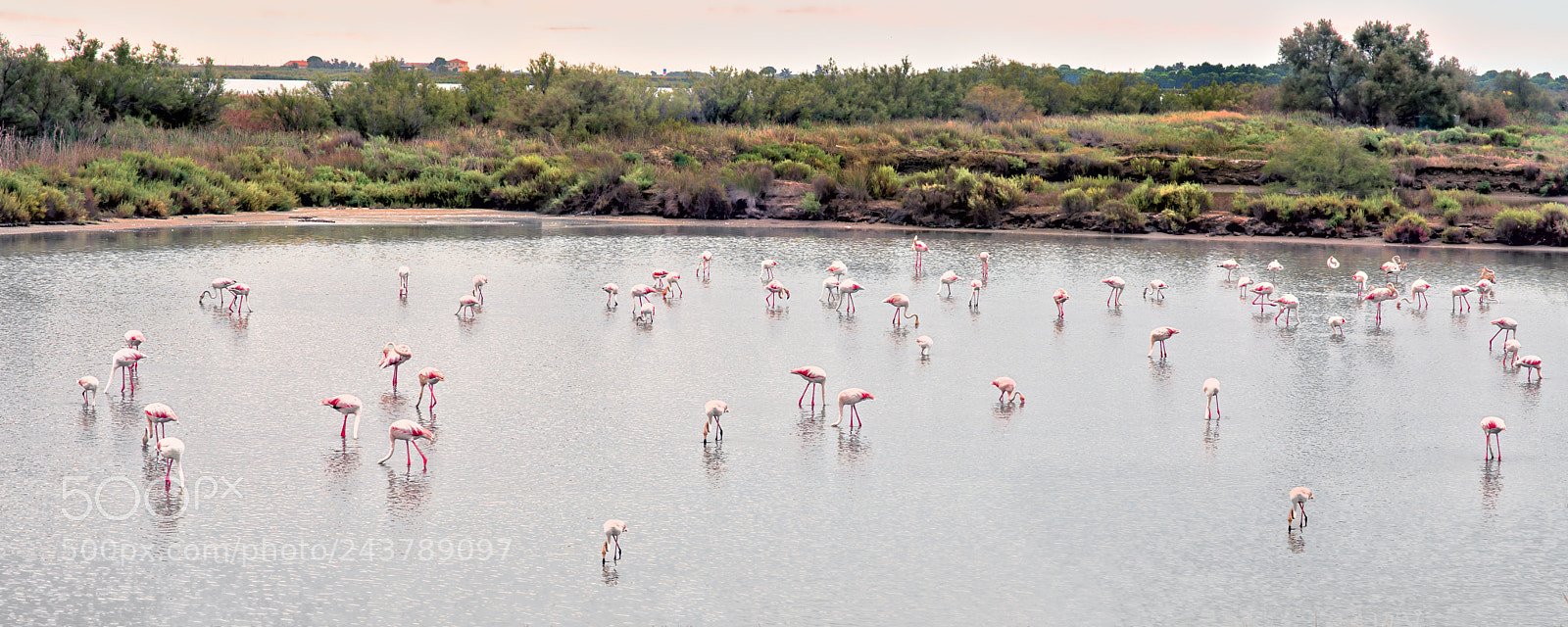 Nikon D800E sample photo. Flamant rose photography