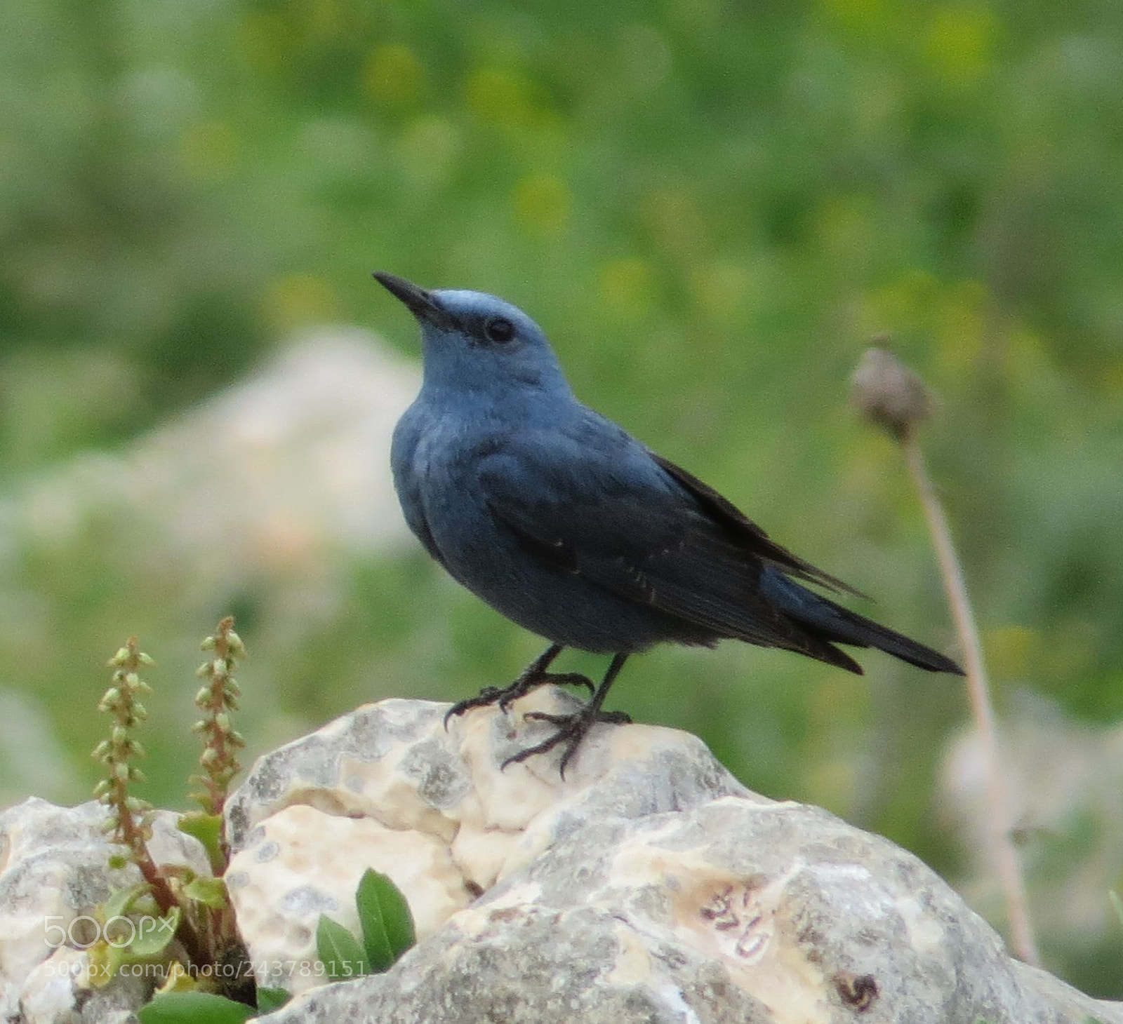 Canon PowerShot SX50 HS sample photo. Blue rock thrush photography