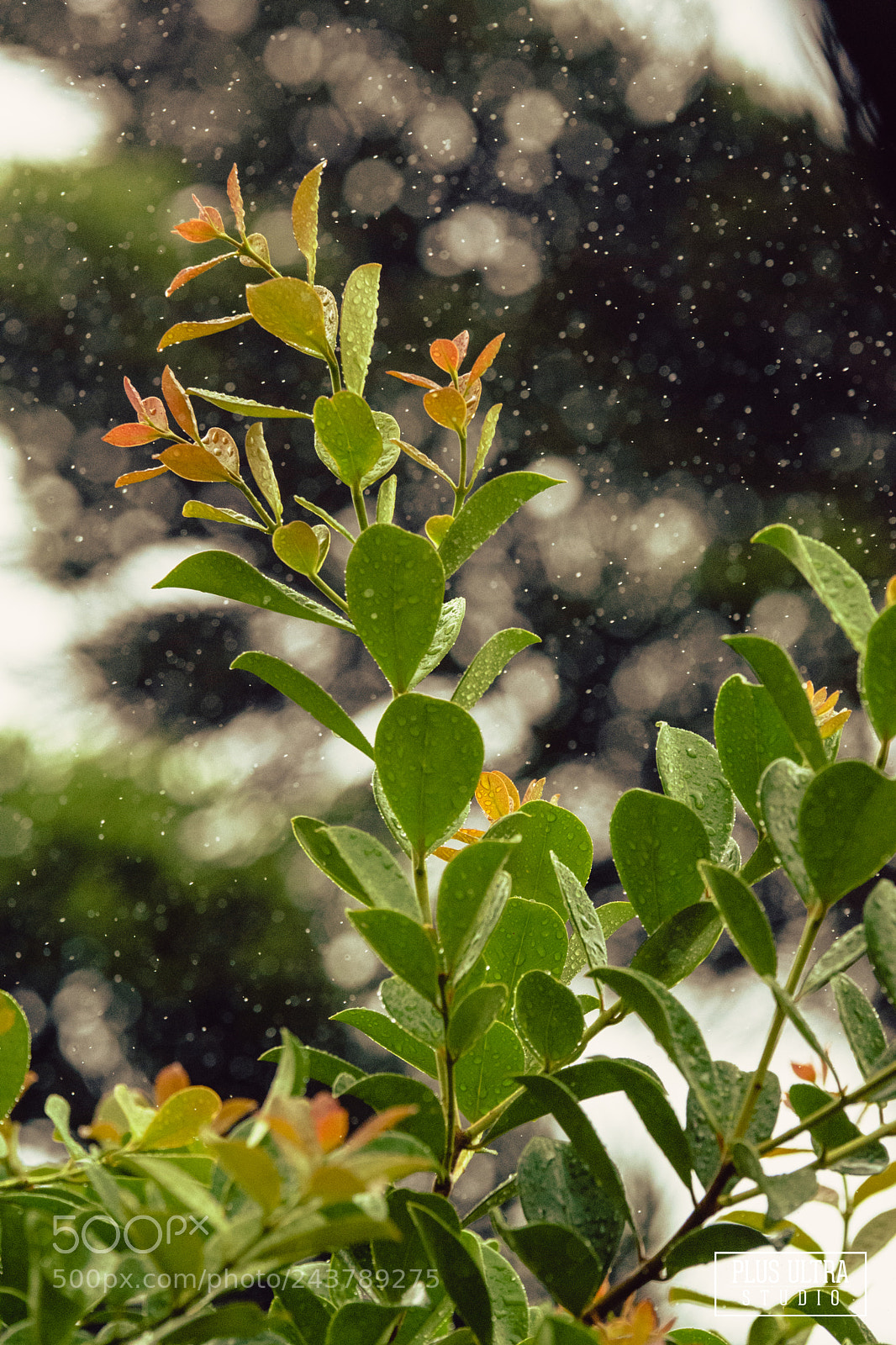 Nikon D5500 sample photo. Untitled photography