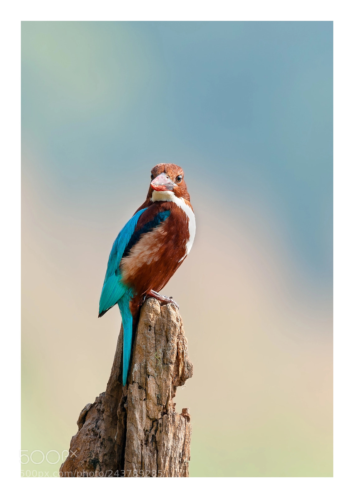 Nikon D700 sample photo. Kingfisher photography