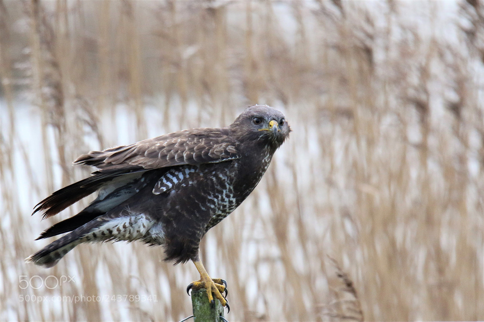 Canon EOS 7D Mark II sample photo. Bop... buzzard on pole photography