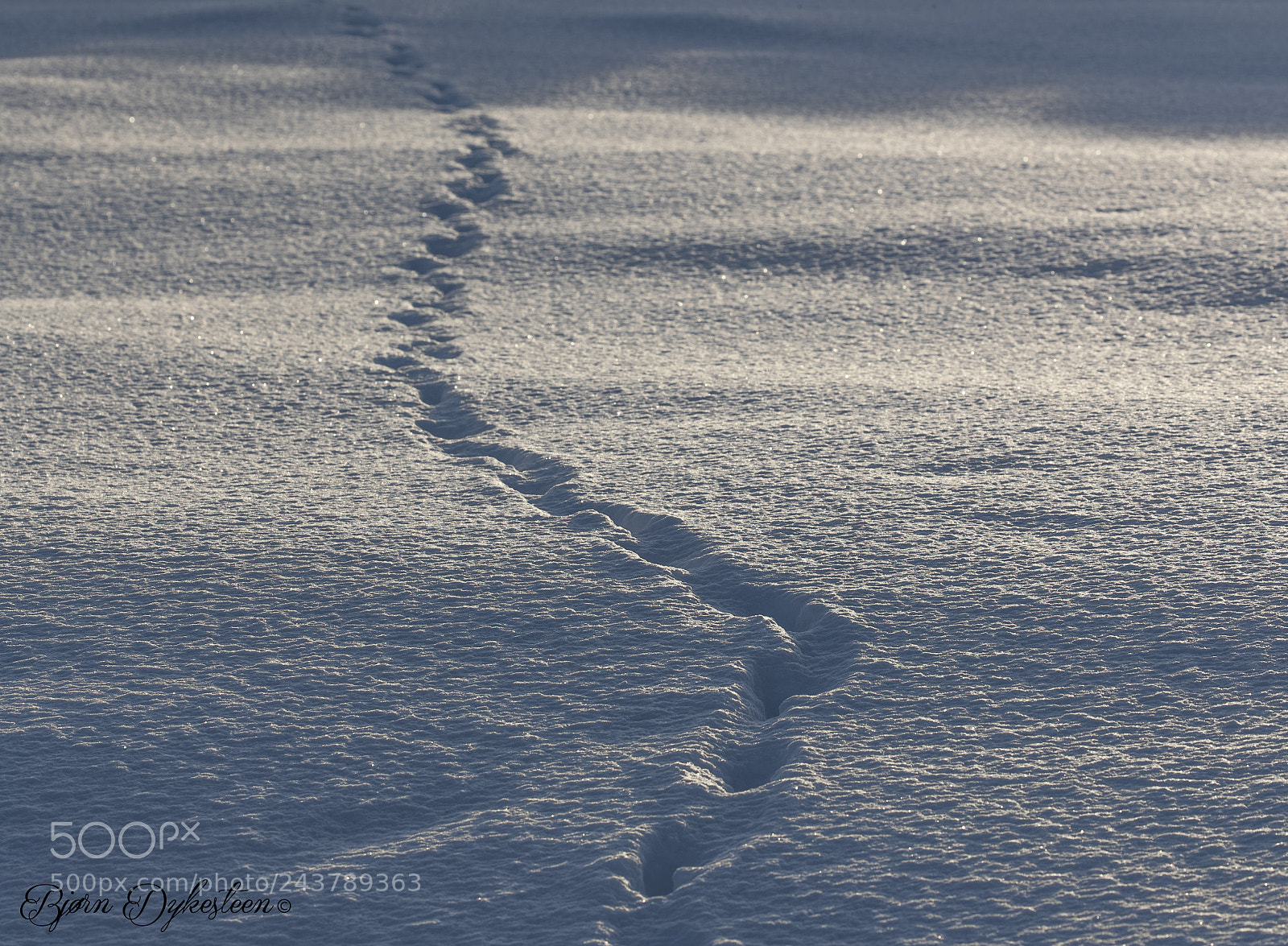 Canon EOS-1D X Mark II sample photo. Trace in the snow photography