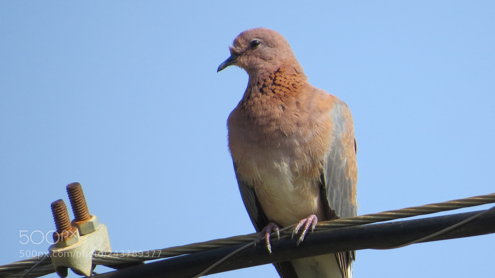 Canon PowerShot SX50 HS sample photo. Little dove photography