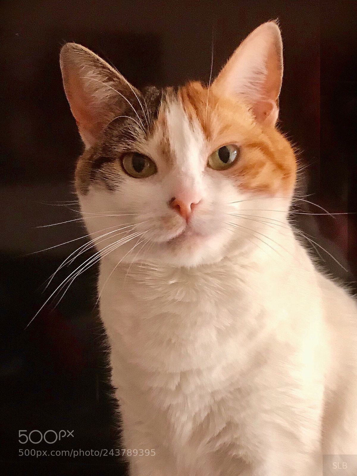 Apple iPhone 7 sample photo. Fudge the cat photography