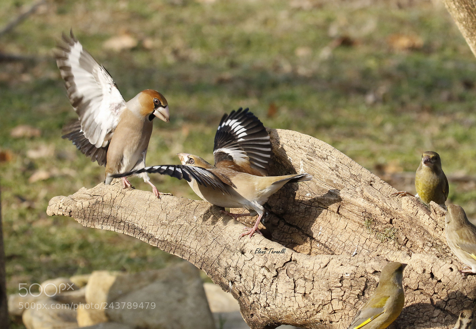 Canon EOS 7D Mark II sample photo. Hawfinches in fight photography