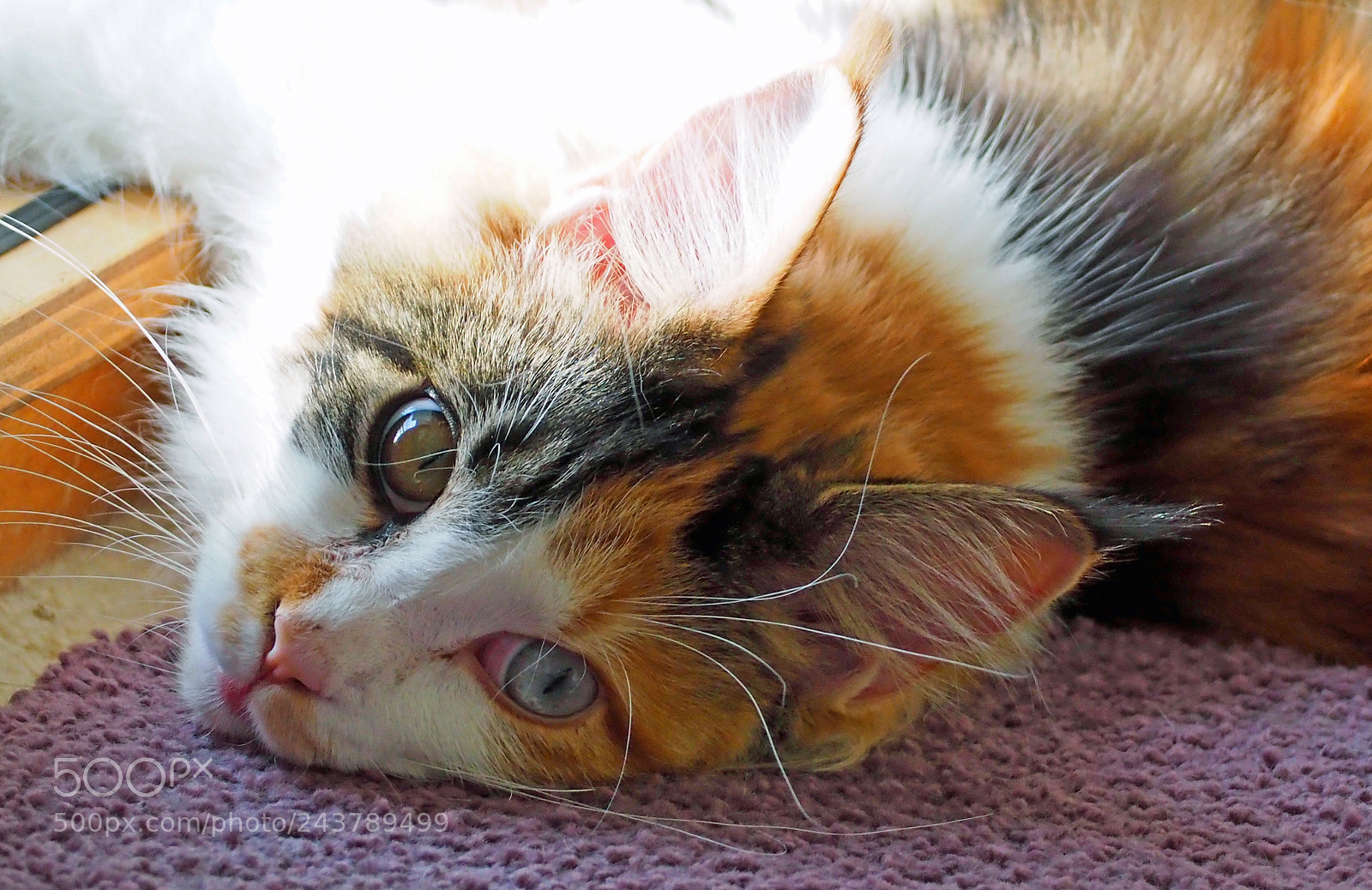 Olympus PEN-F sample photo. Maine coon kitten photography