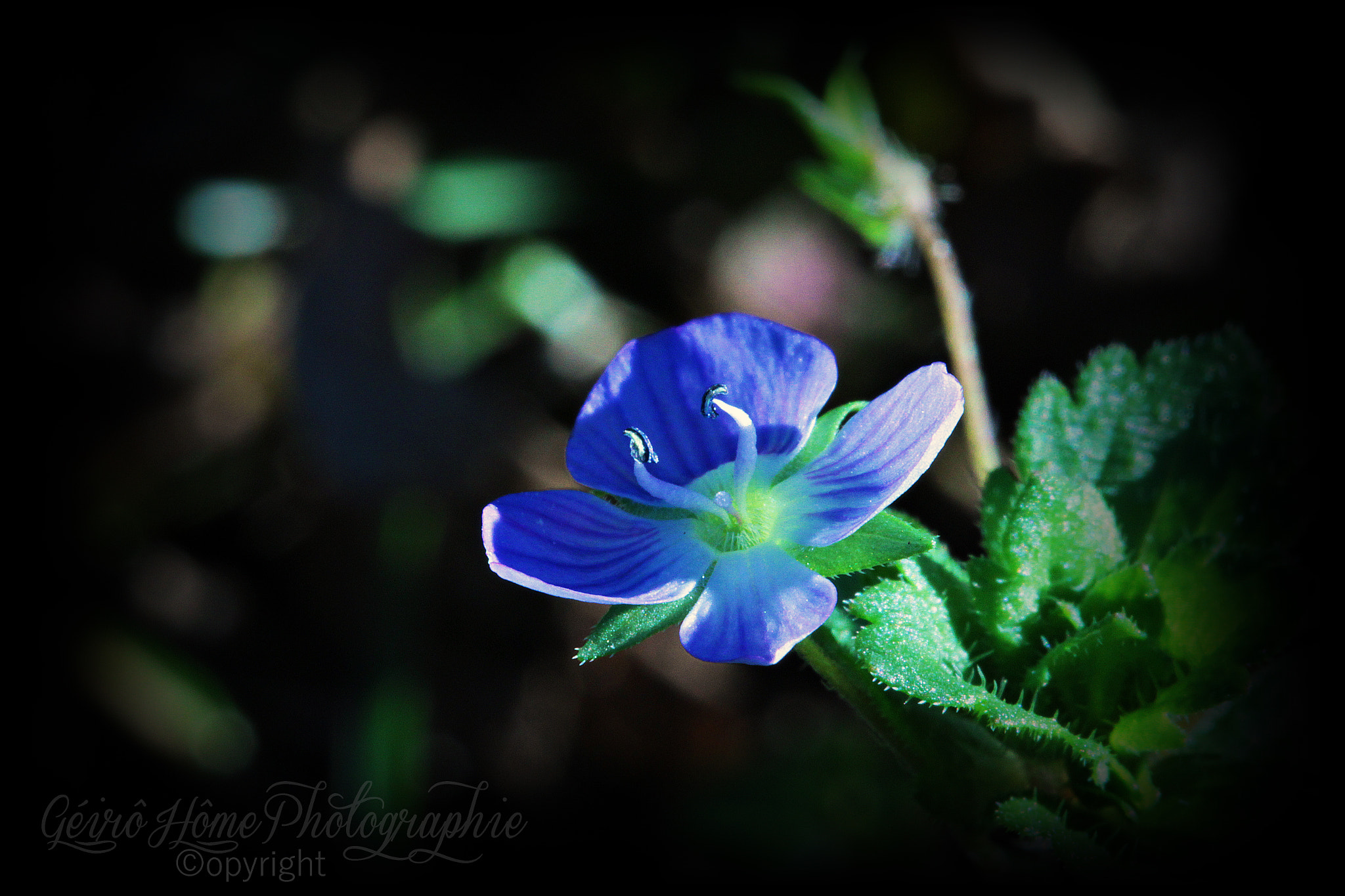 Canon EF 100mm F2.8L Macro IS USM sample photo. In the dark photography