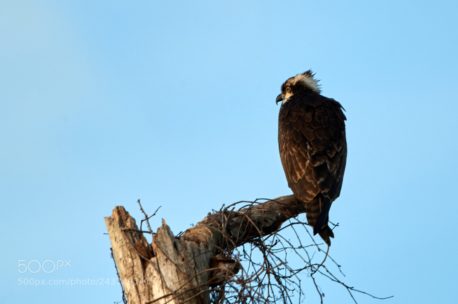 Canon EOS-1D X Mark II sample photo. 01-25-18-0000837.jpg photography