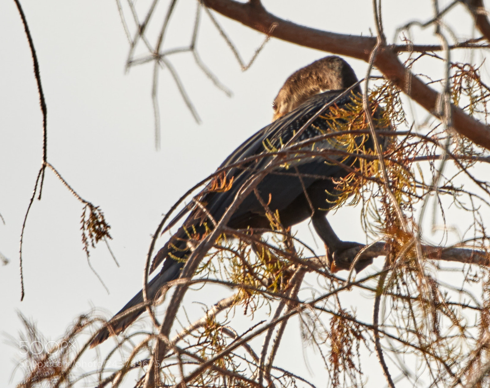 Canon EOS-1D X Mark II sample photo. 01-25-18-0000737.jpg photography