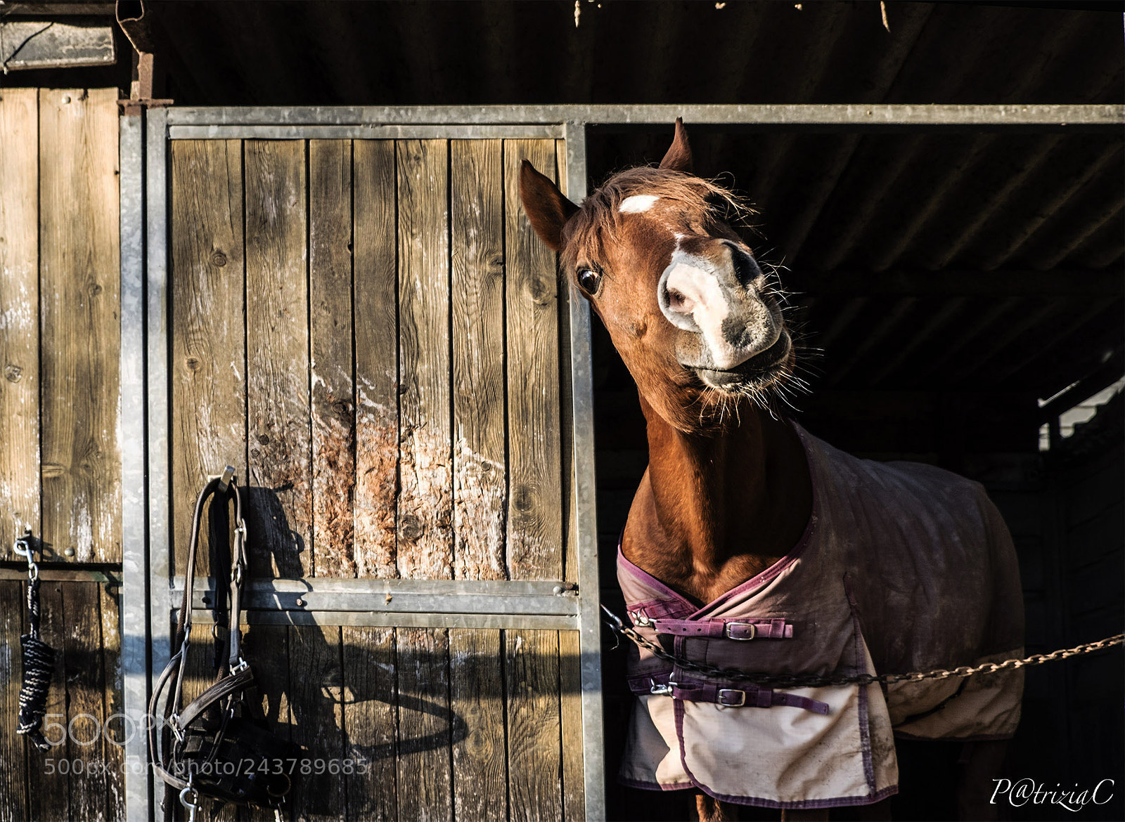 Fujifilm X-T2 sample photo. #horse# photography