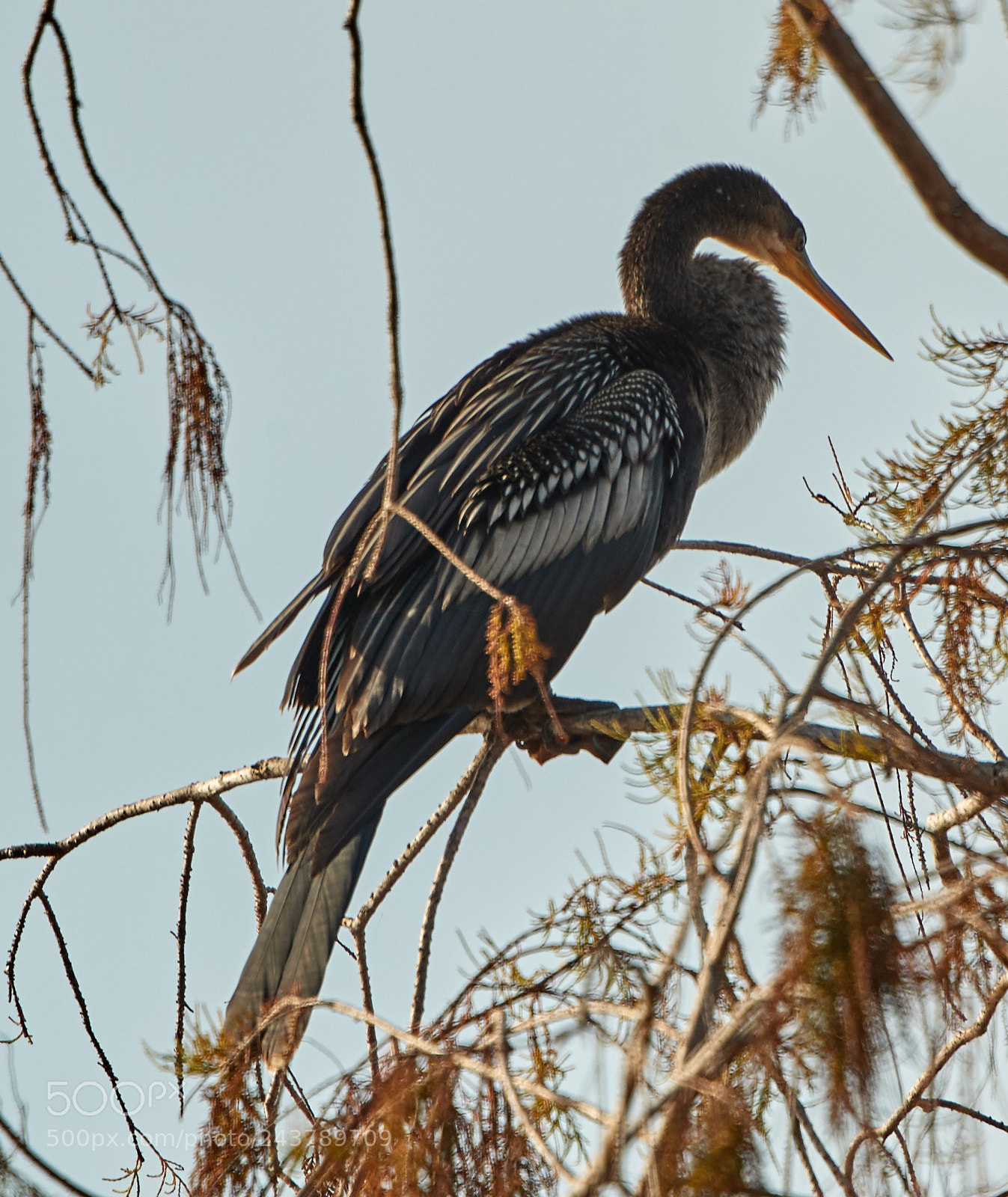 Canon EOS-1D X Mark II sample photo. 01-25-18-0000724.jpg photography