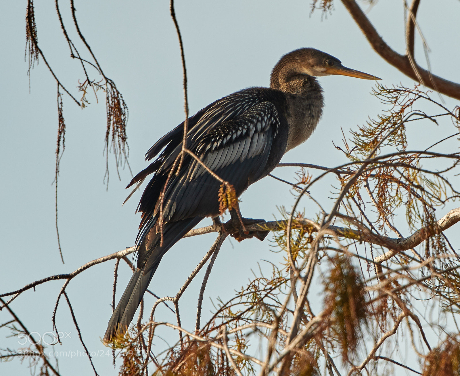 Canon EOS-1D X Mark II sample photo. 01-25-18-0000722.jpg photography