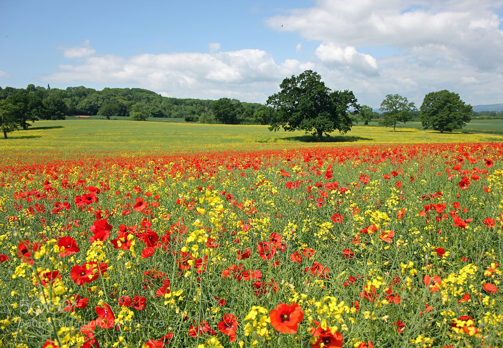 Canon EOS 550D (EOS Rebel T2i / EOS Kiss X4) sample photo. Poppies on parade photography