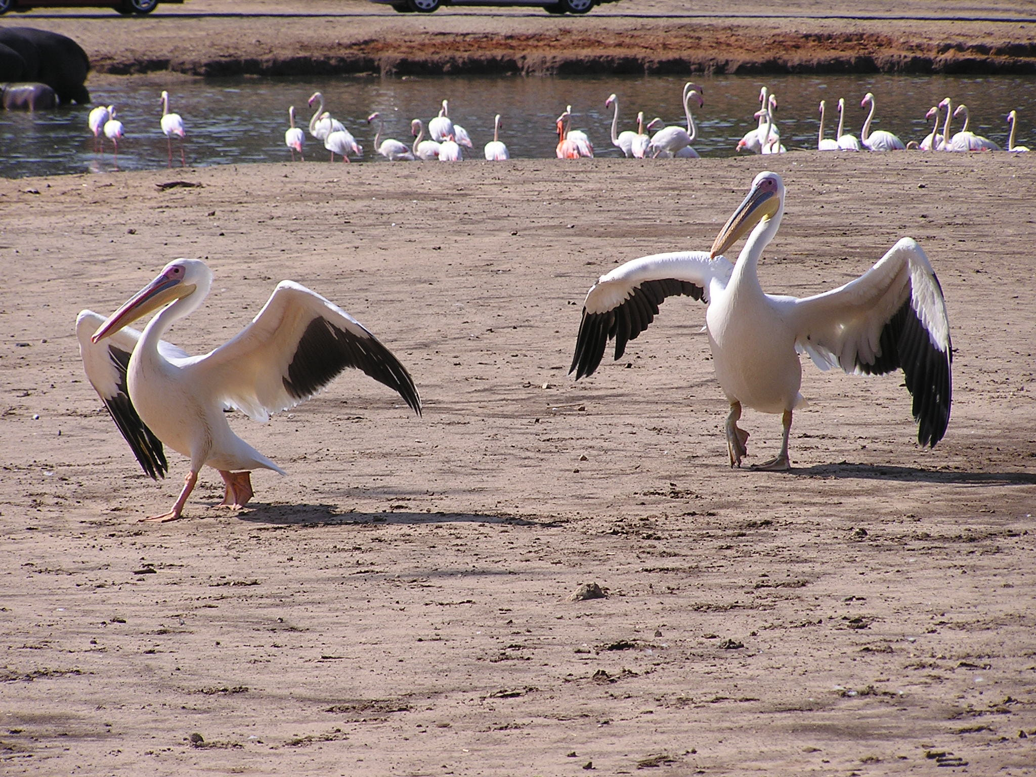 Olympus C740UZ sample photo. Pelicans photography