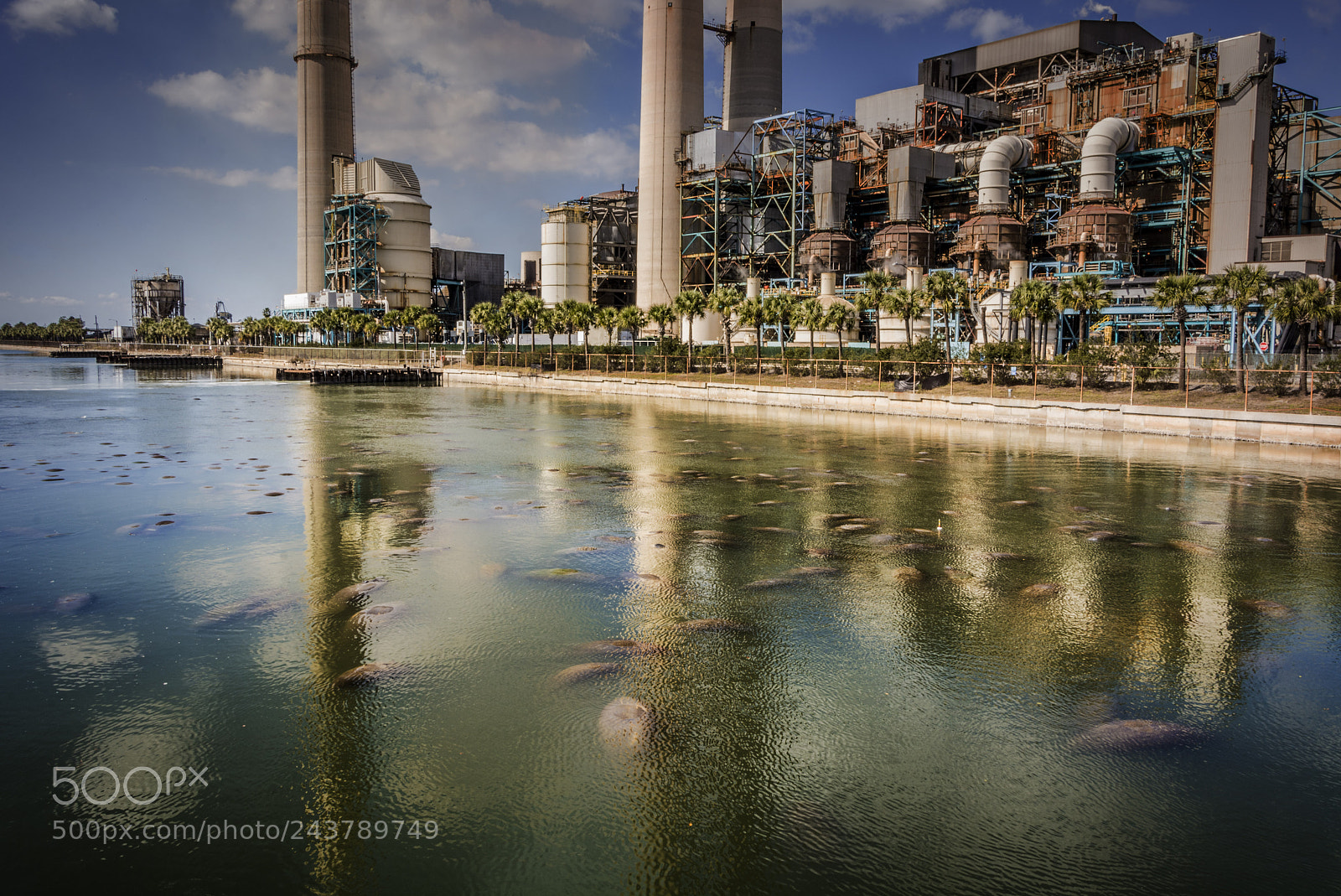 Nikon D7100 sample photo. Manatee viewing photography