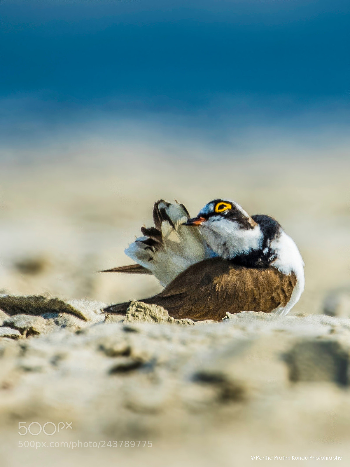 Canon EOS 7D Mark II sample photo. Little ringed plover photography