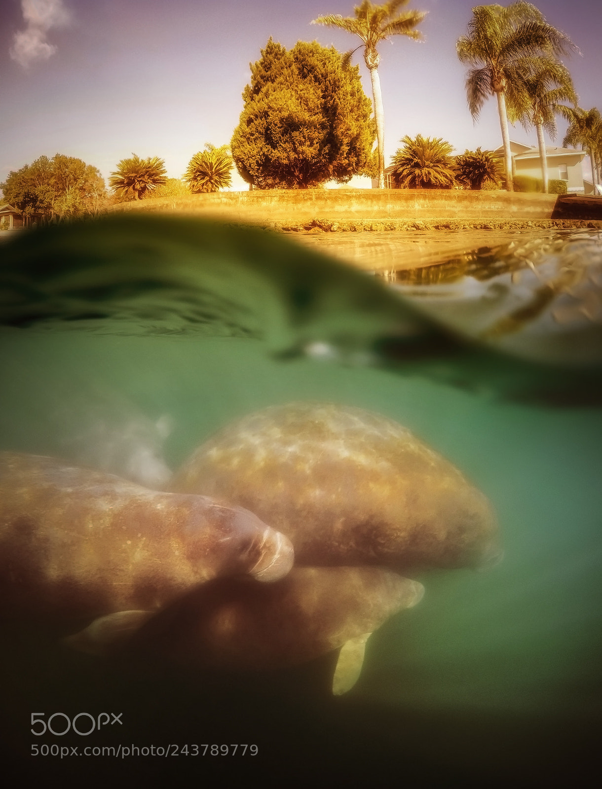 GoPro HERO4 Silver sample photo. Manatee family photography