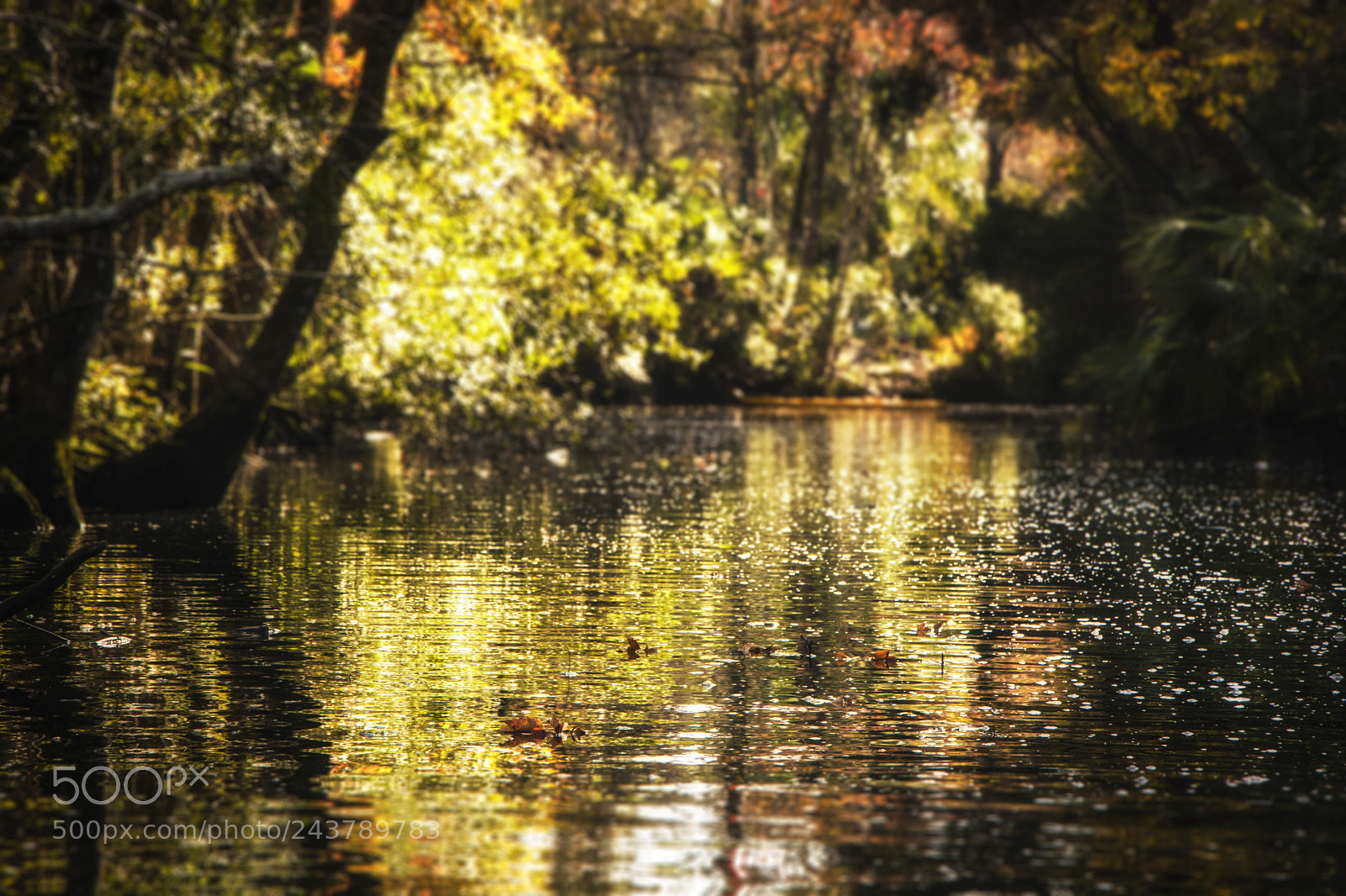 Nikon D7100 sample photo. Crystal river photography