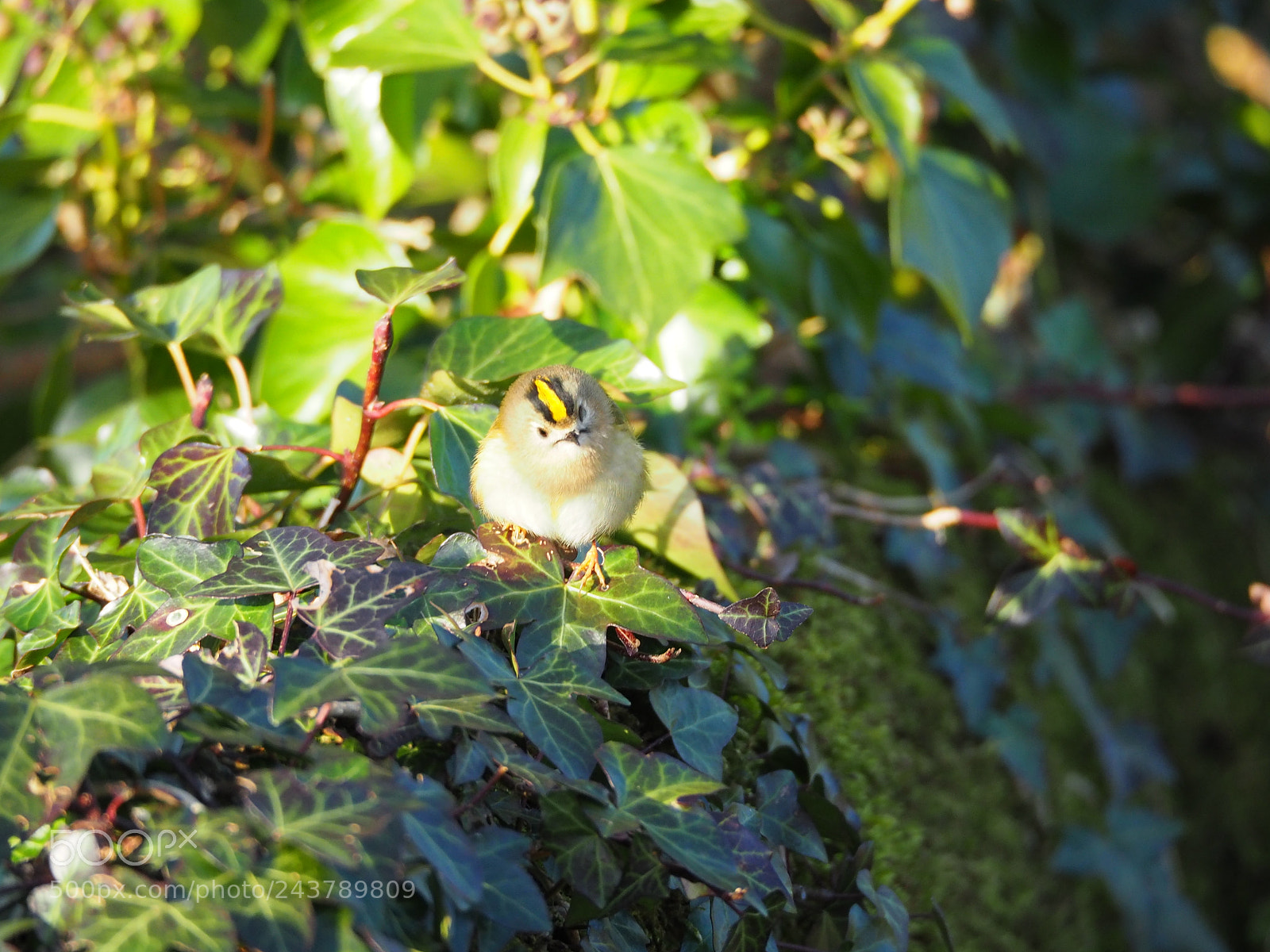 Olympus OM-D E-M5 II sample photo. Goldcrest on ivy :) photography