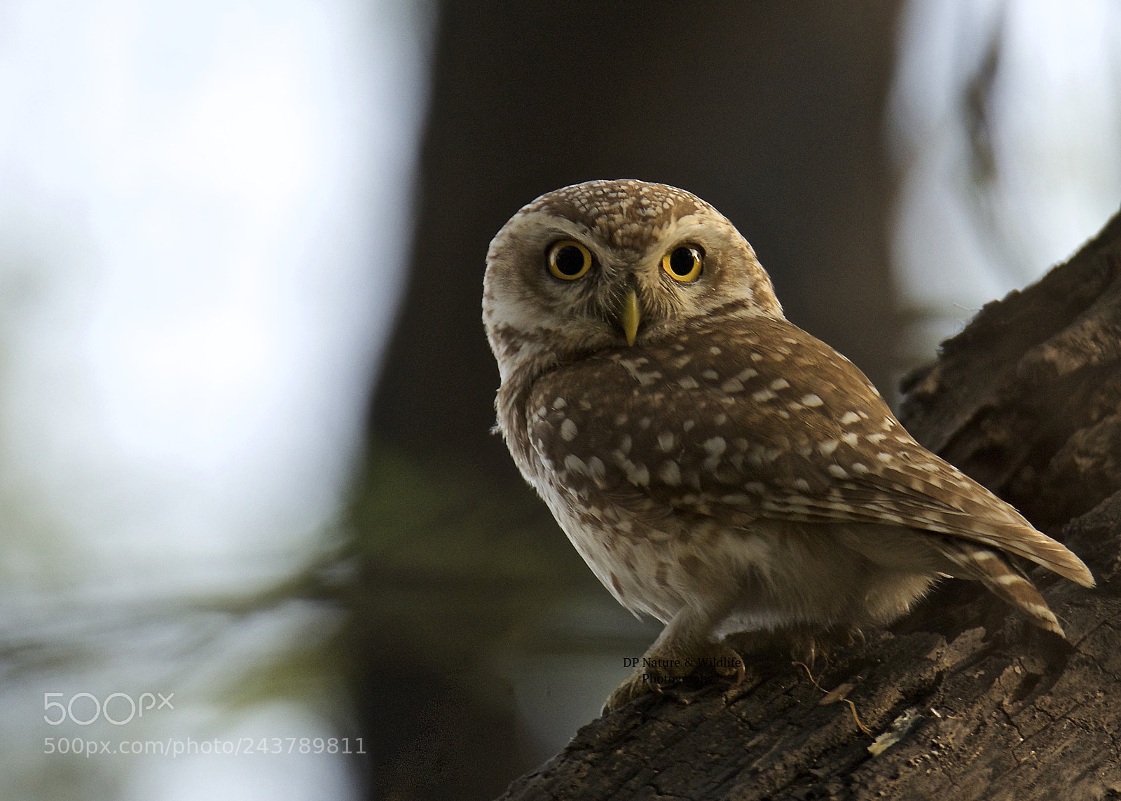 Nikon D610 sample photo. Eyes that speak.. photography