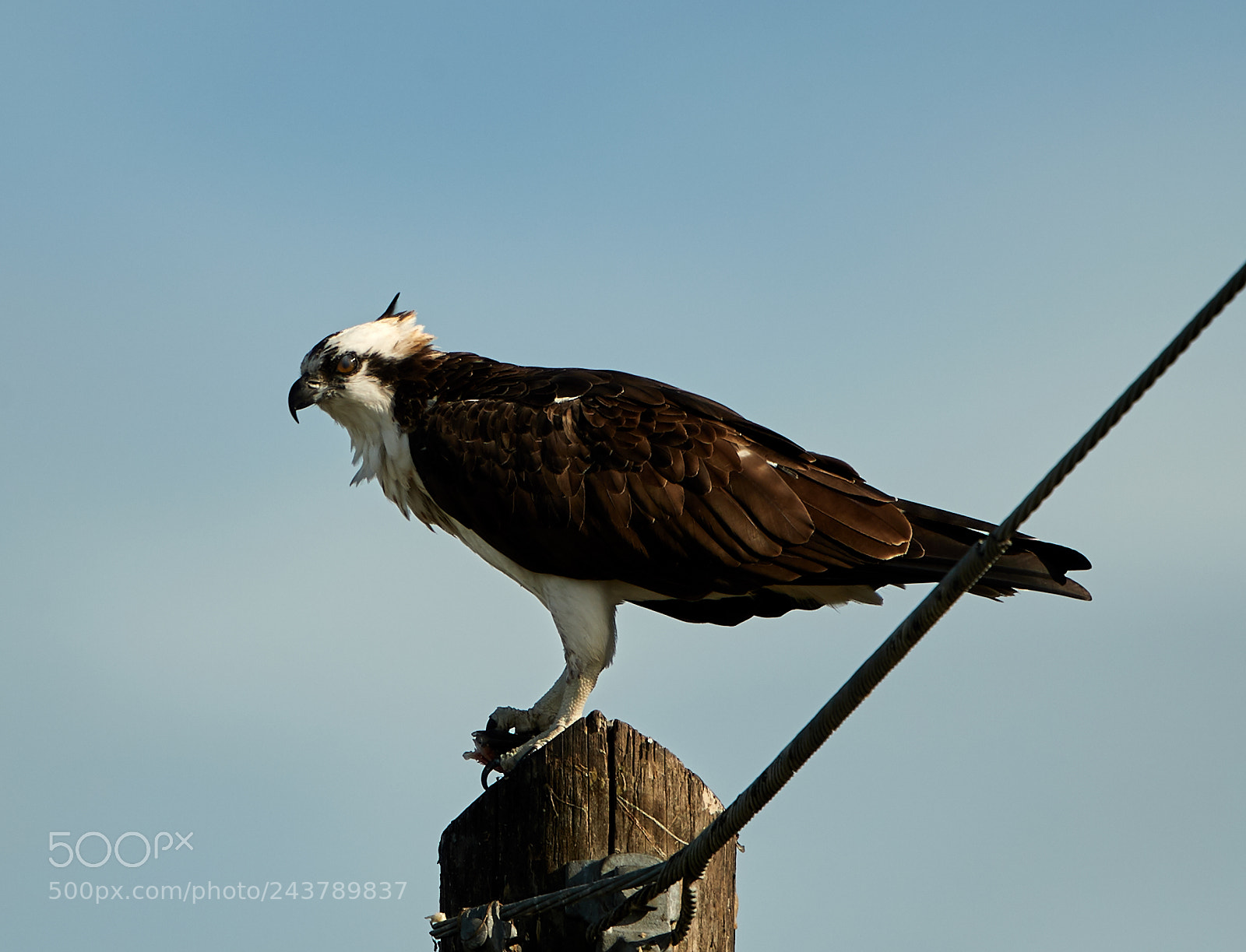 Canon EOS-1D X Mark II sample photo. 01-25-18-0000711.jpg photography