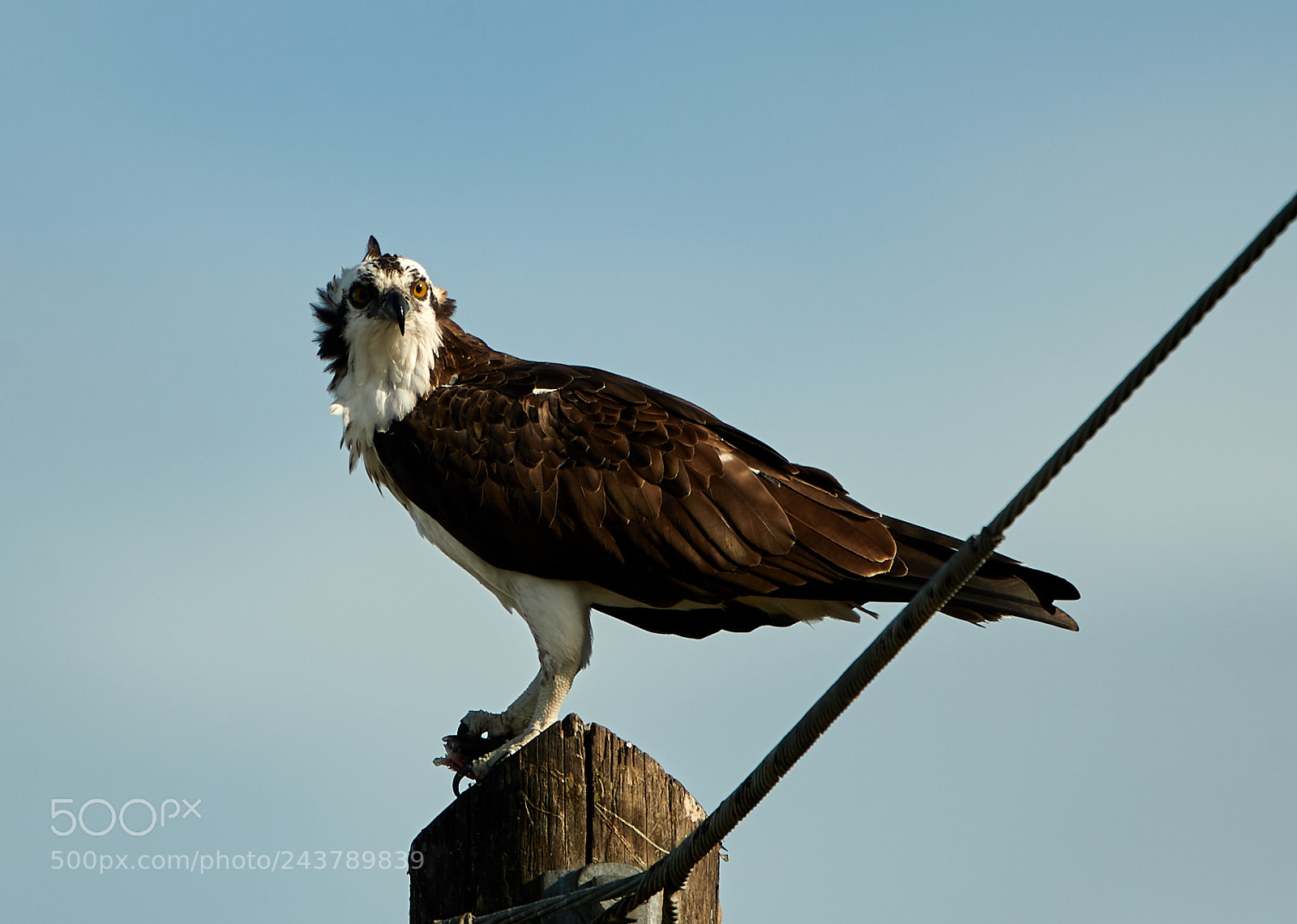 Canon EOS-1D X Mark II sample photo. 01-25-18-0000710.jpg photography
