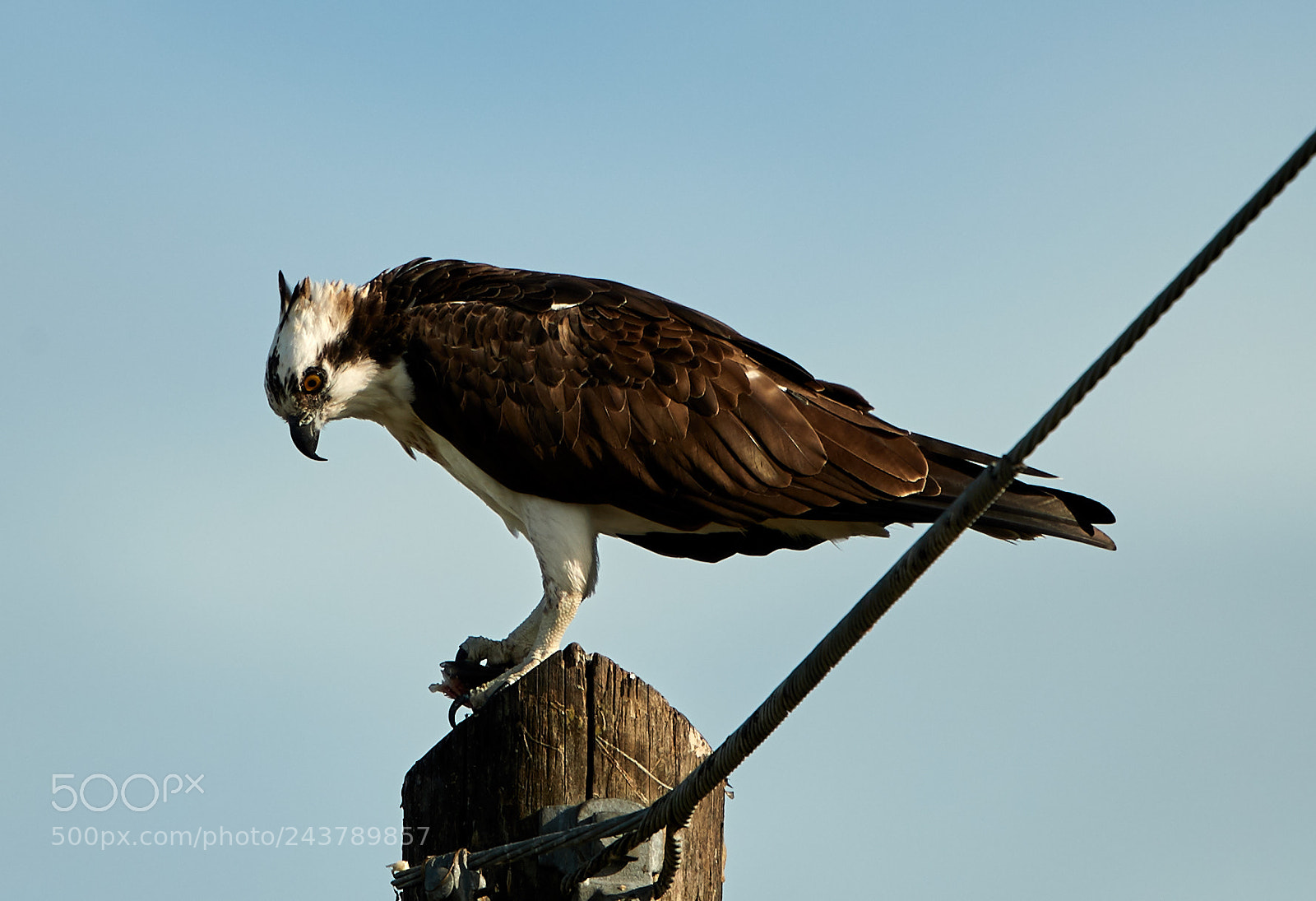 Canon EOS-1D X Mark II sample photo. 01-25-18-0000709.jpg photography